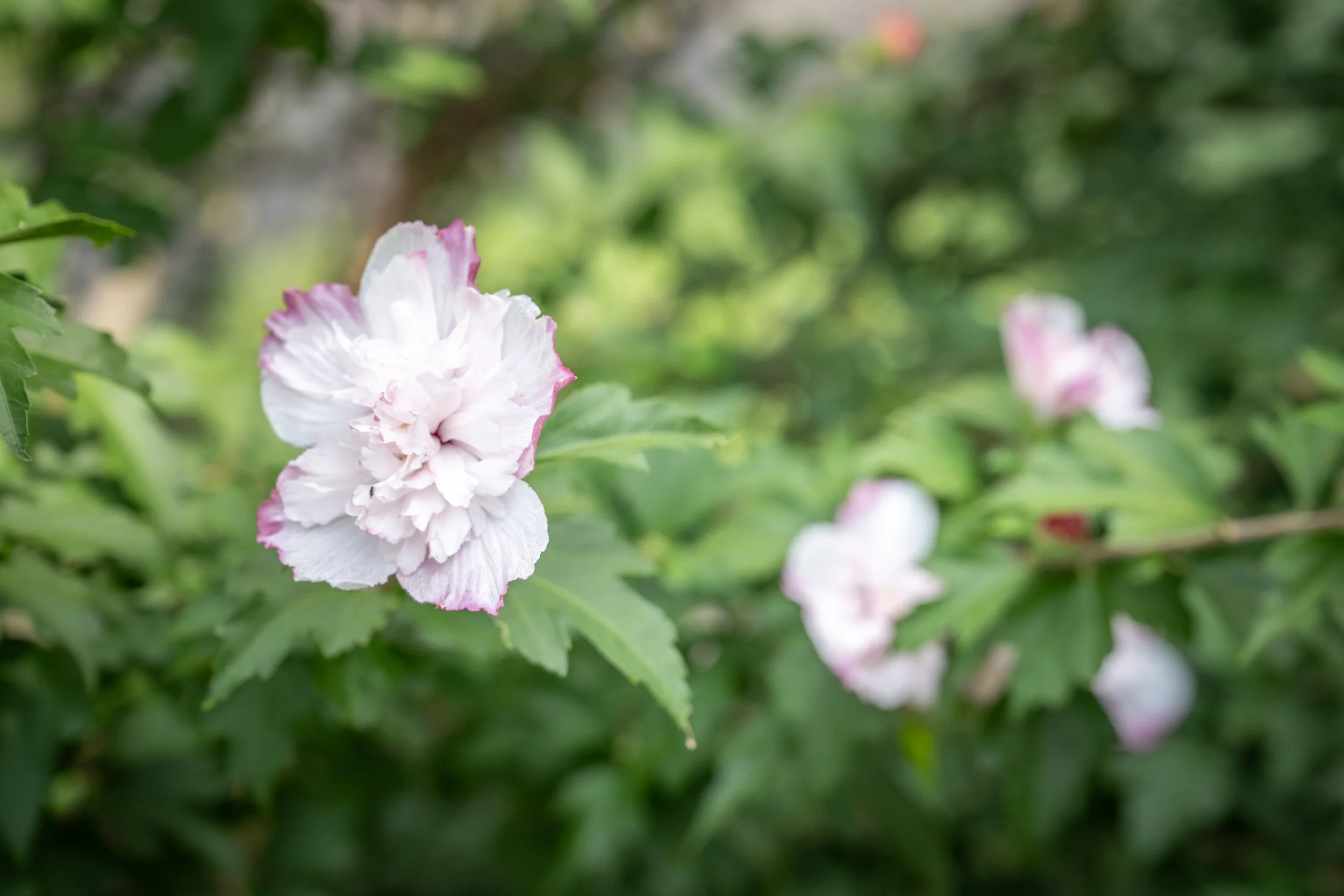 A close-up of a pink and white flower among green leaves with a blurred background.