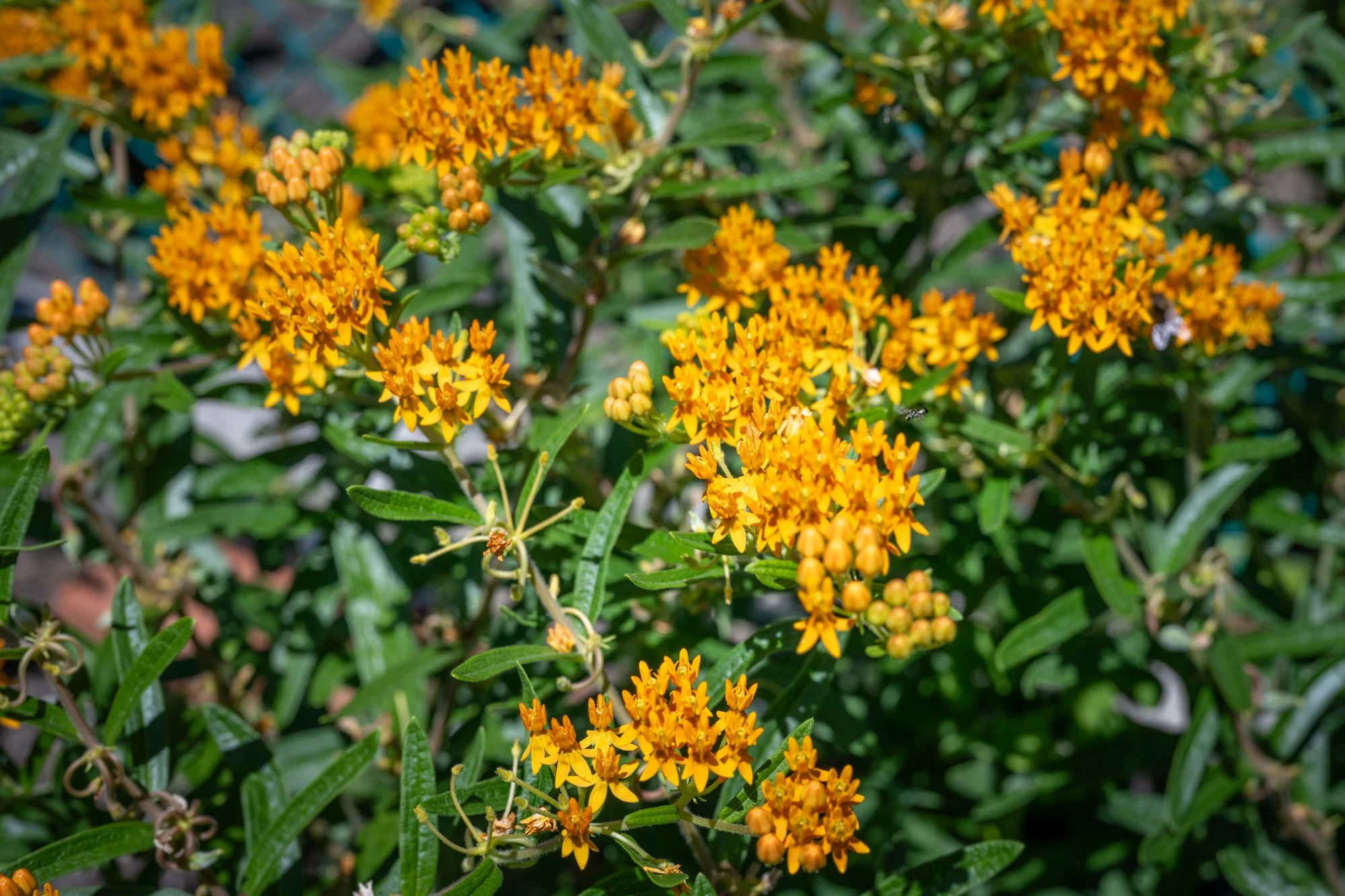 Clusters of small, bright orange flowers with green leaves surrounding them.