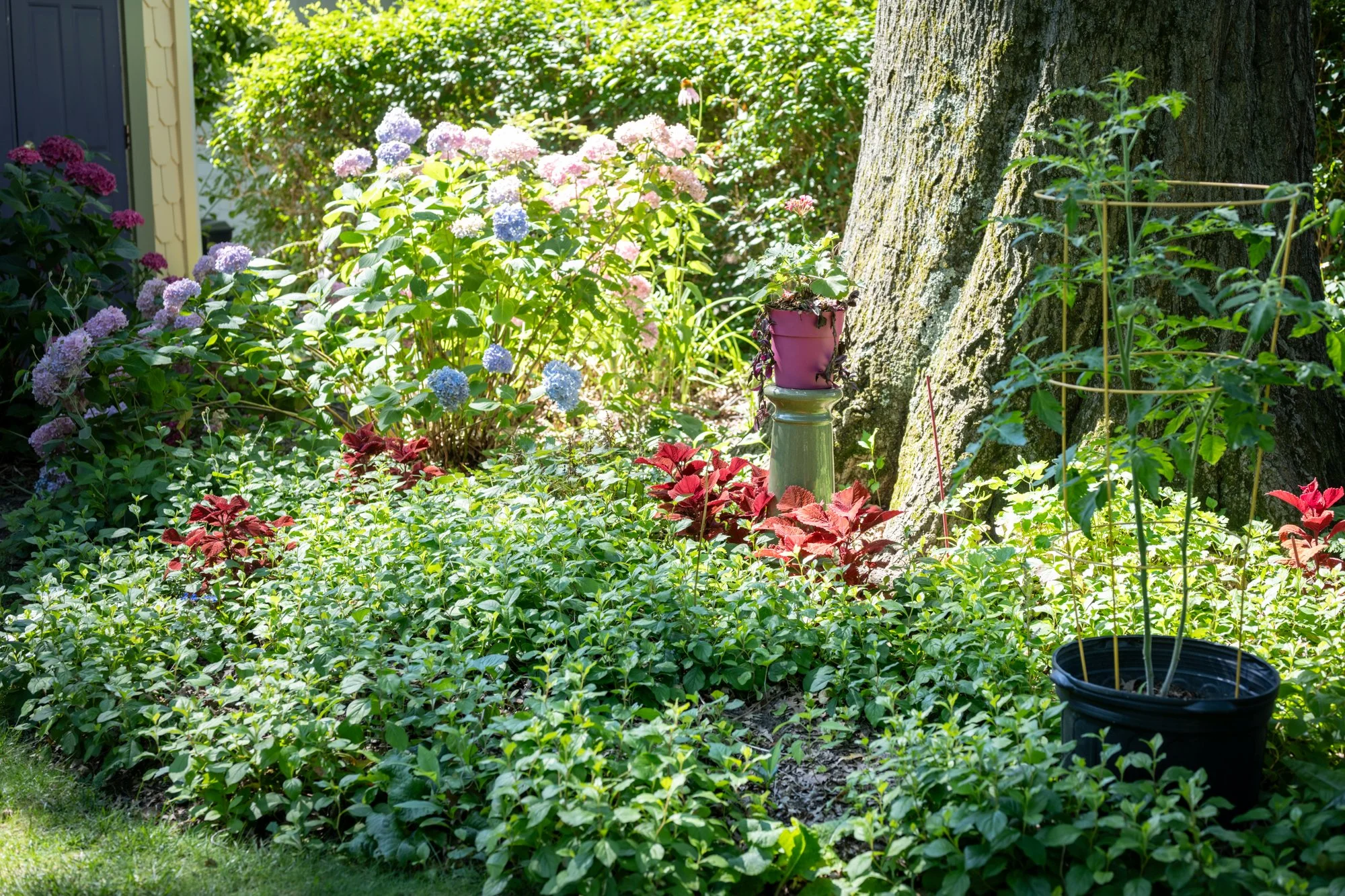 A lush garden scene with colorful hydrangea flowers in shades of pink, purple, and blue. There is a large tree trunk on the right side, with a pink potted plant on a small pedestal near it. A tall, green wire plant support is to the right of the pot.