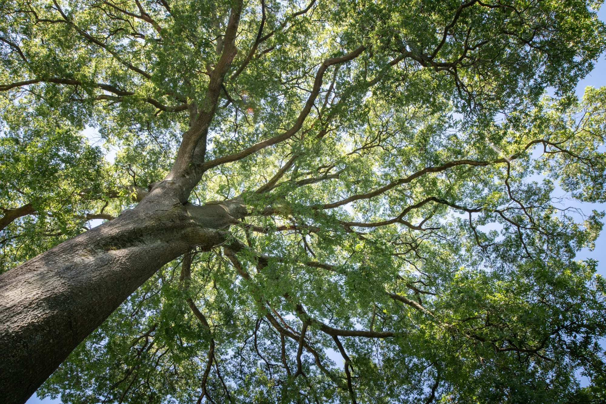 Looking up at the tall tree's trunk and branches with green leaves against a blue sky.