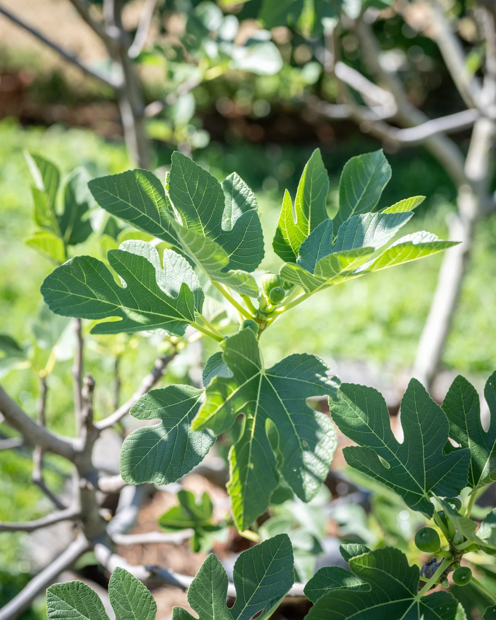 Close-up of green fig leaves and developing figs on a tree against a blurred background of other leaves and branches.
