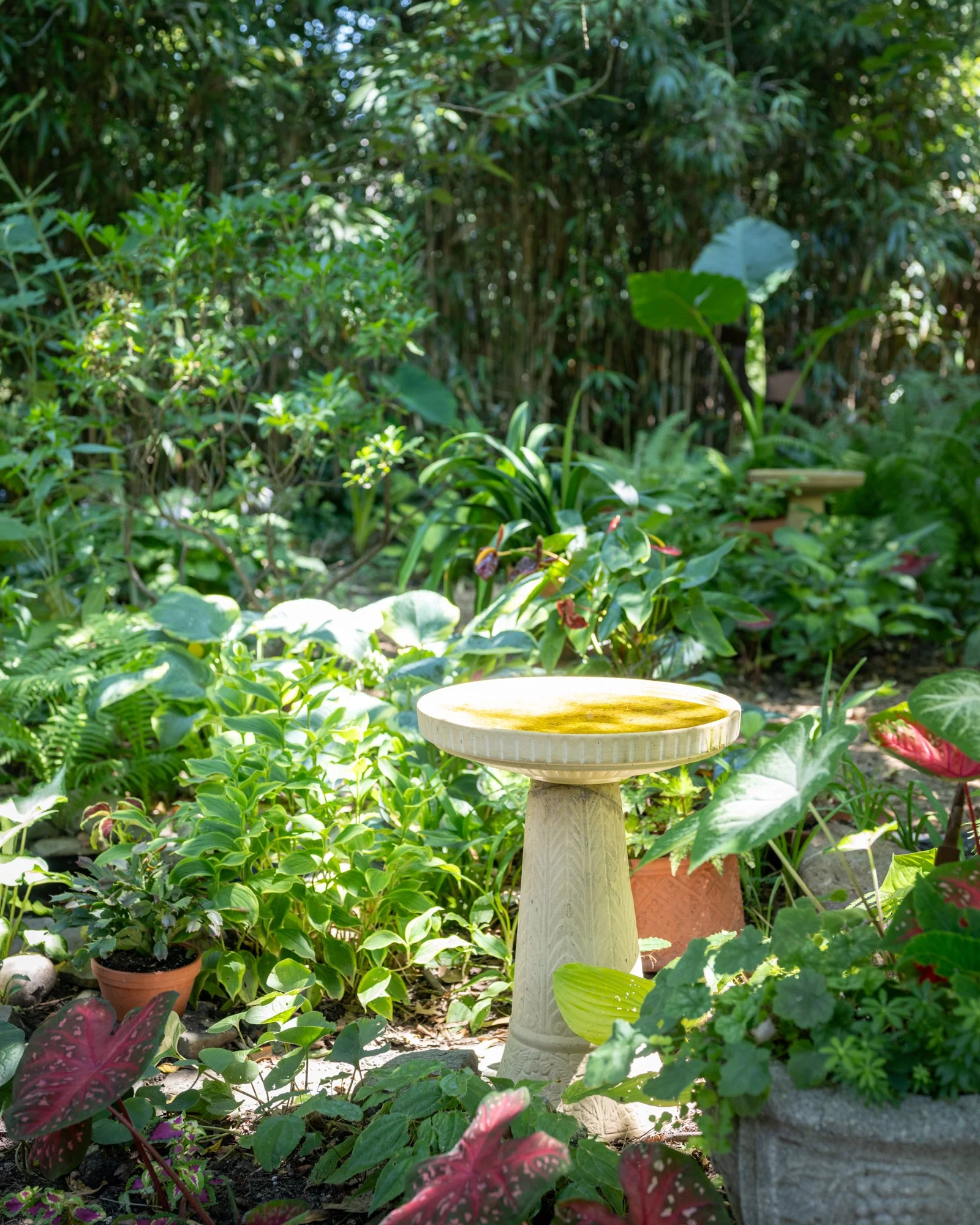 A garden scene with lush green plants, potted and in the ground, surrounding a decorative birdbath on a pedestal. Sunlight filters through trees in the background.