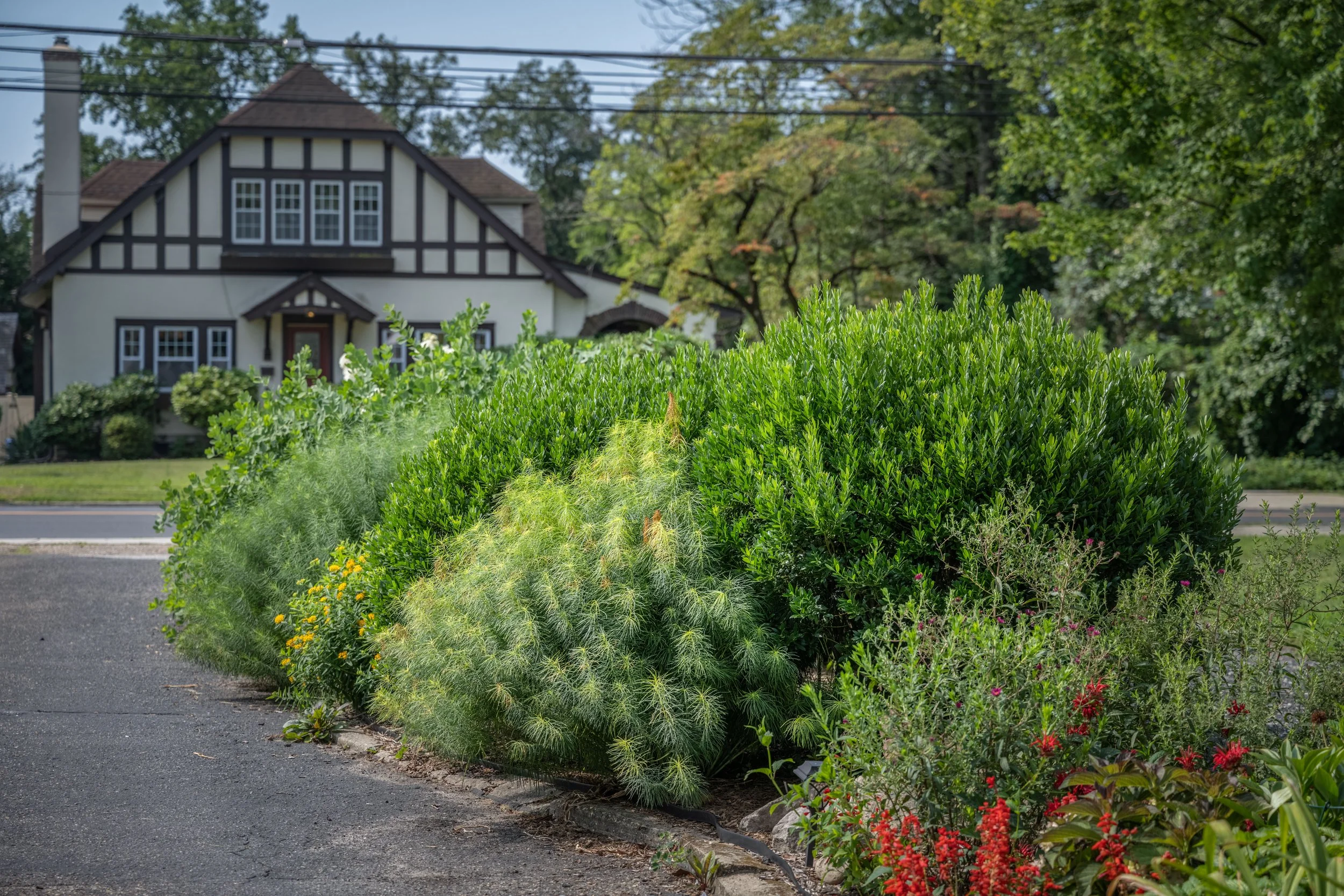 Front yard of a house with a bush in the foreground, a paved driveway, a house with Tudor-style architecture, and trees in the background.