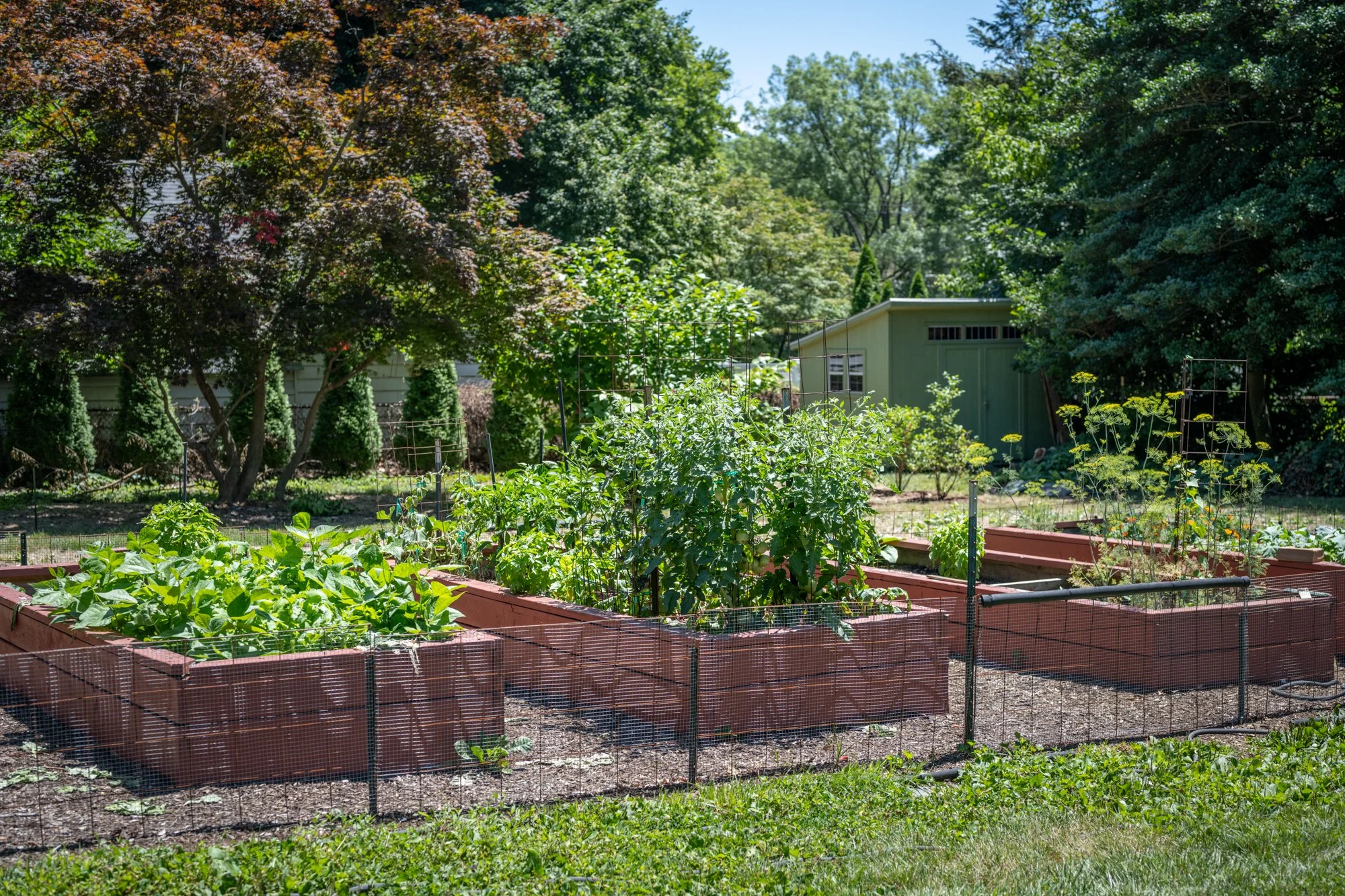 A backyard garden with raised brick beds filled with lush green plants, surrounded by mesh fencing, and a variety of trees and shrubs in the background under a sunny blue sky.