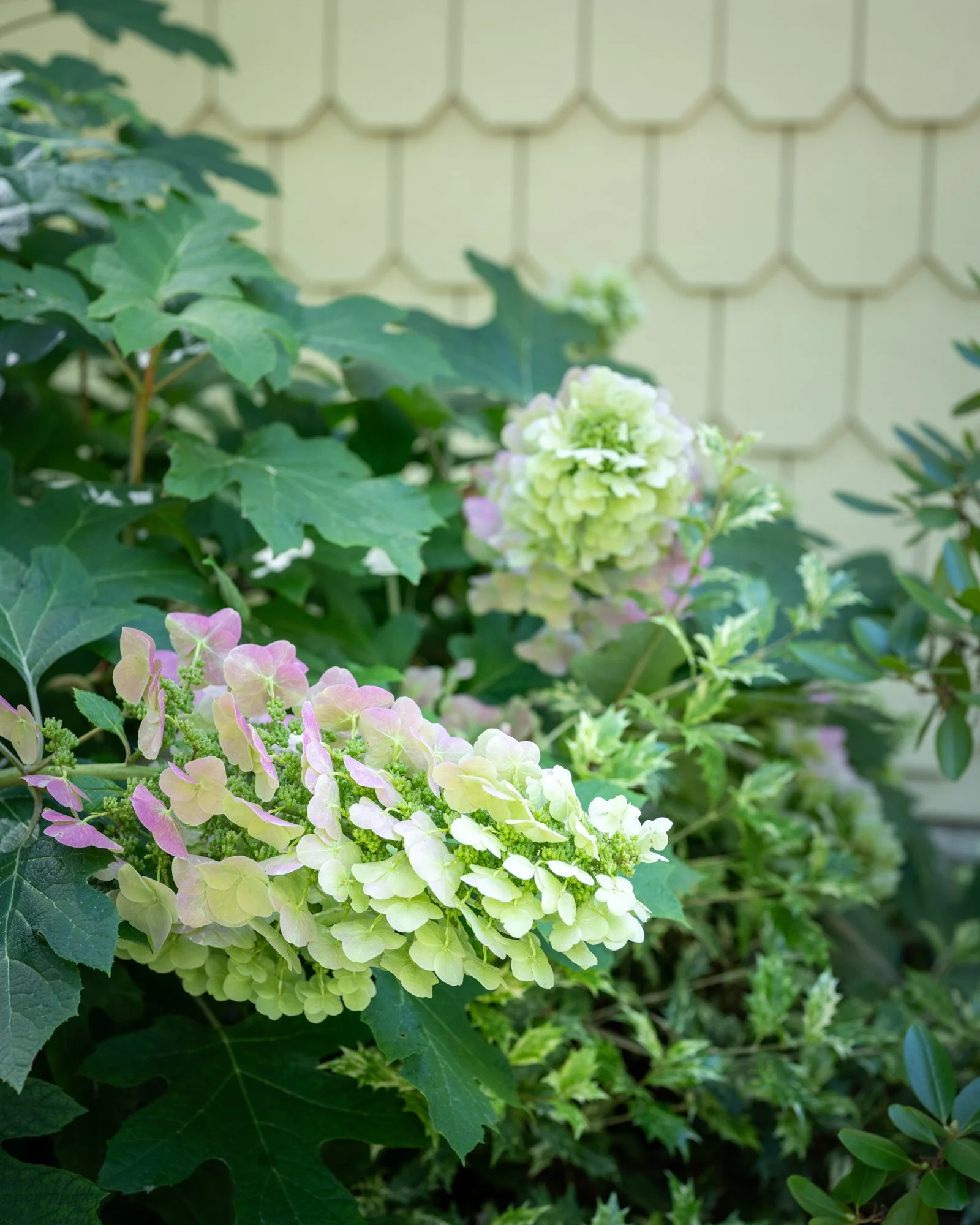 Close-up of green and pink hydrangea flowers surrounded by green leaves