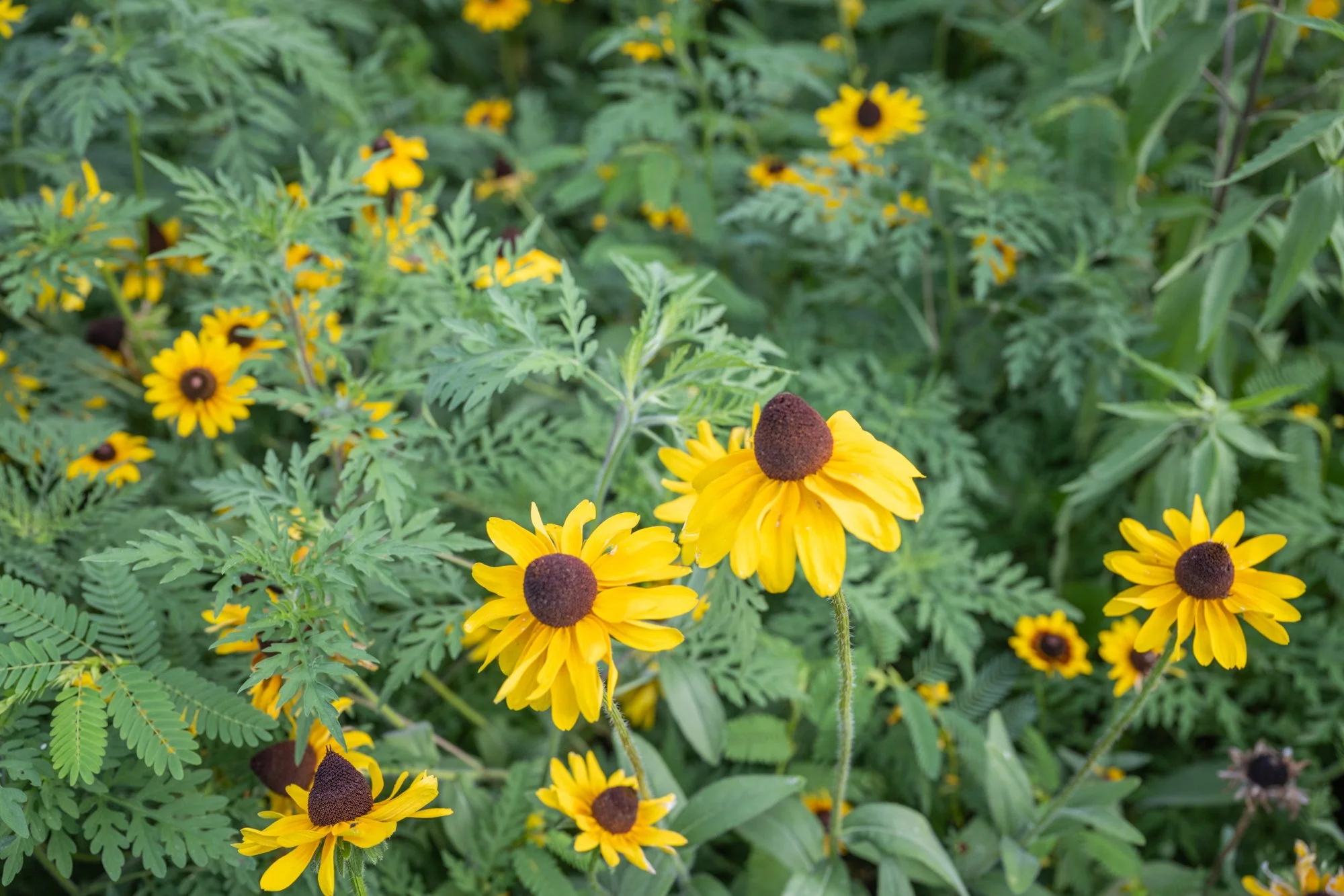Close-up of yellow flowers with dark center, surrounded by green leafy foliage.