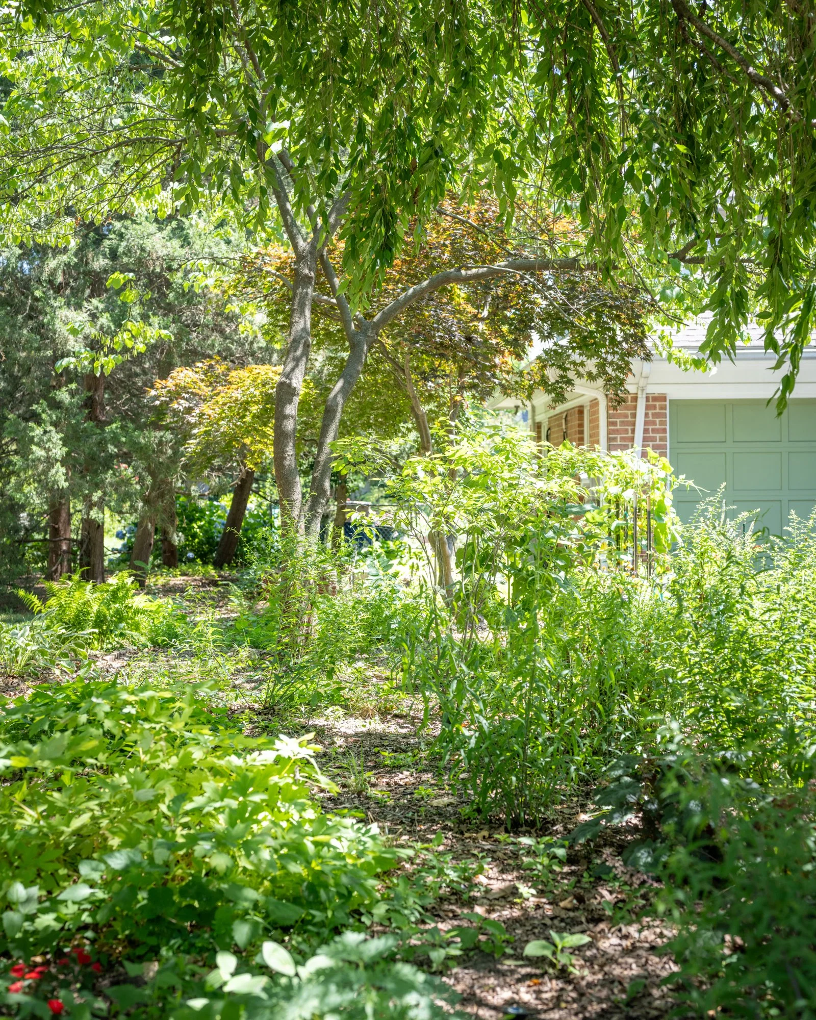 A lush green garden with various trees and plants, and a house with a green garage door in the background.