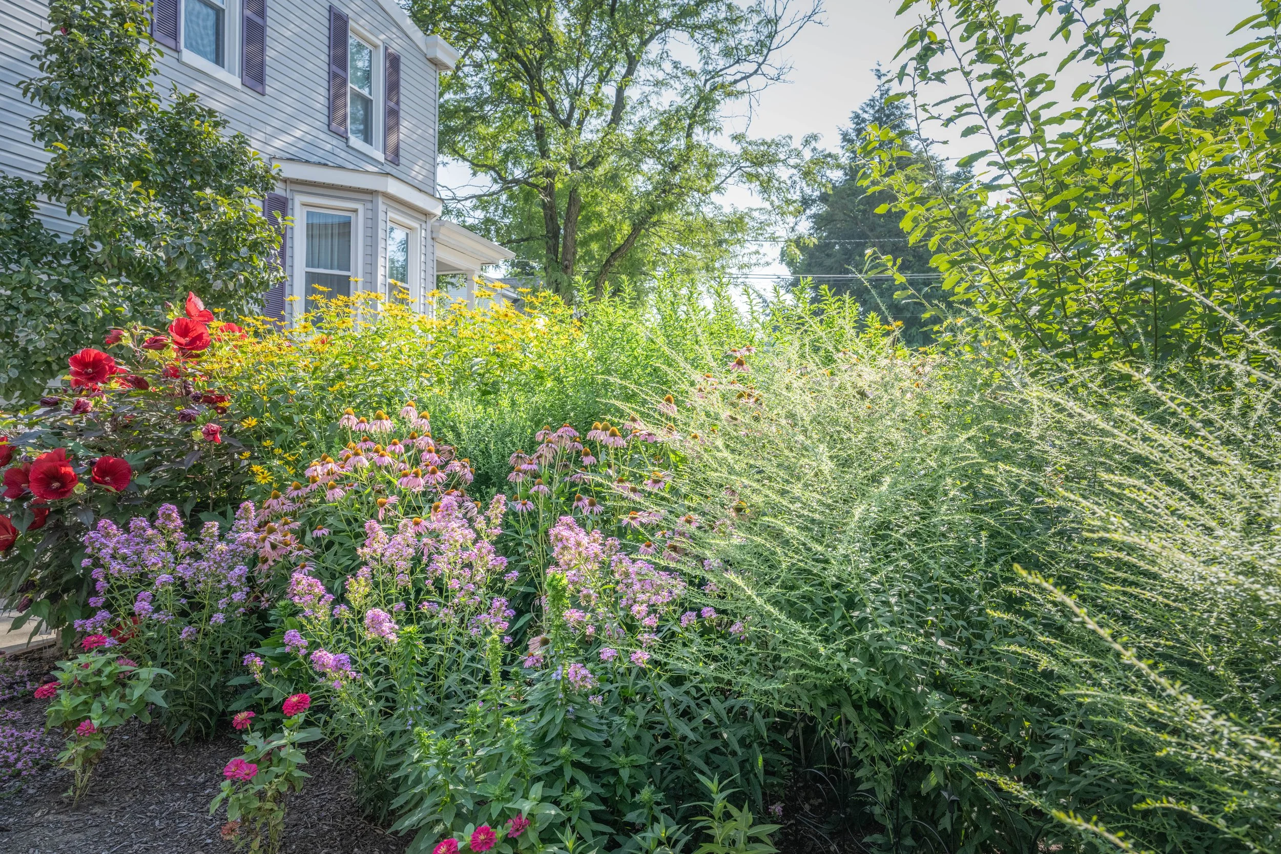 A lush garden with various colorful flowers and green foliage in front of a house with gray siding and purple shutters.