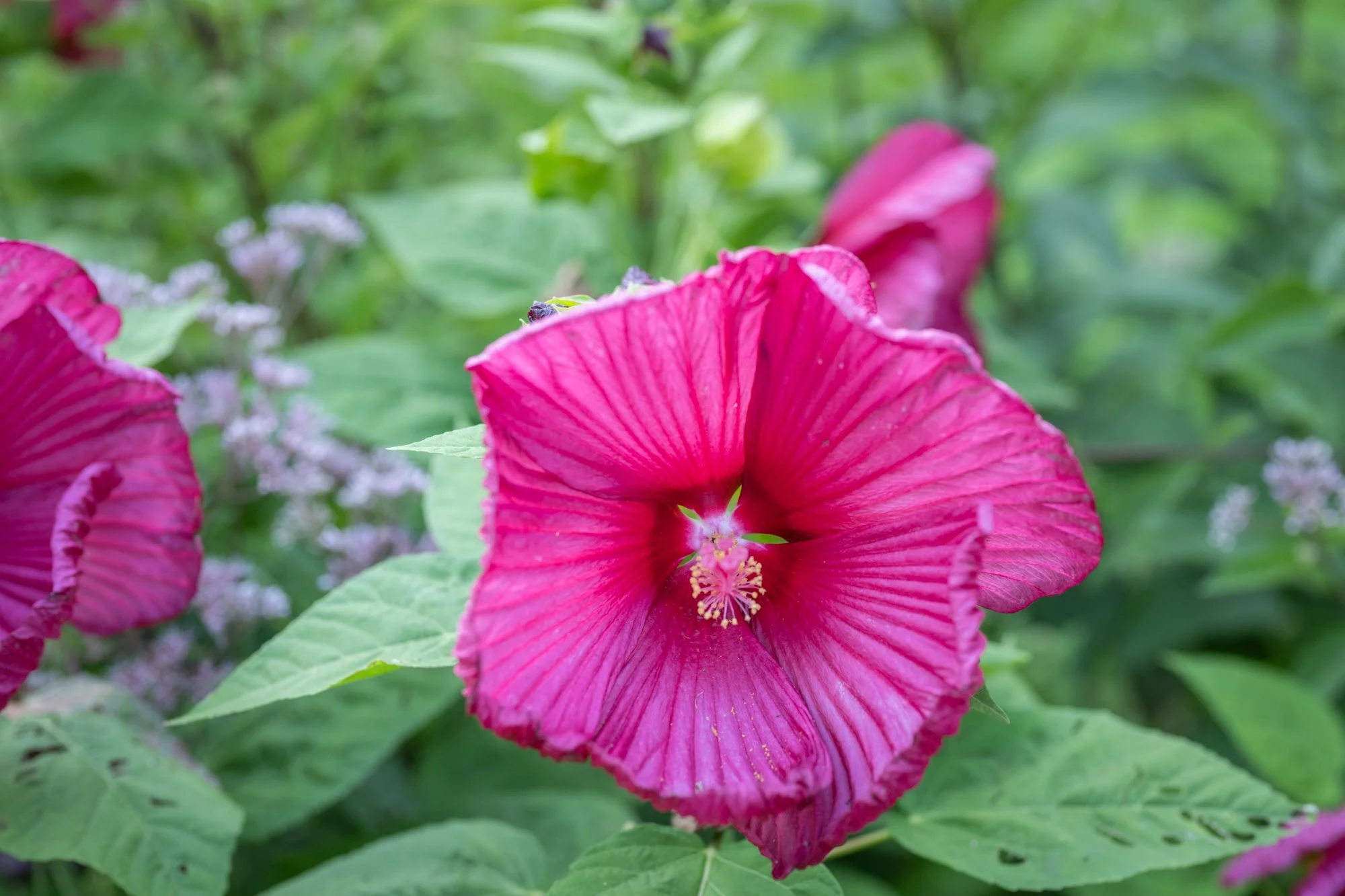 Close-up of a vibrant pink hibiscus flower with green leaves in the background.