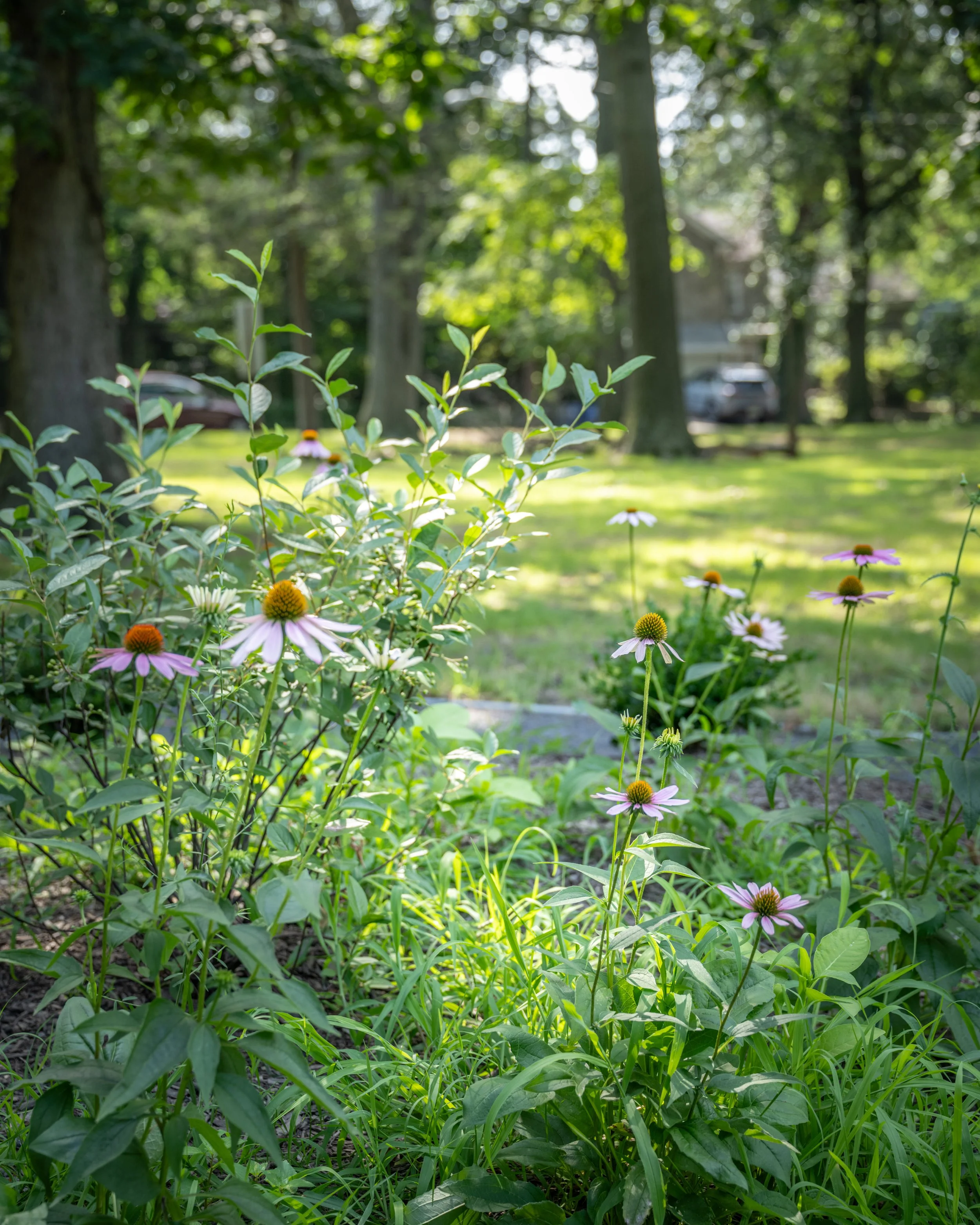 A garden with various green plants and flowers, including pink and orange coneflowers, with trees and a house in the background on a sunny day.