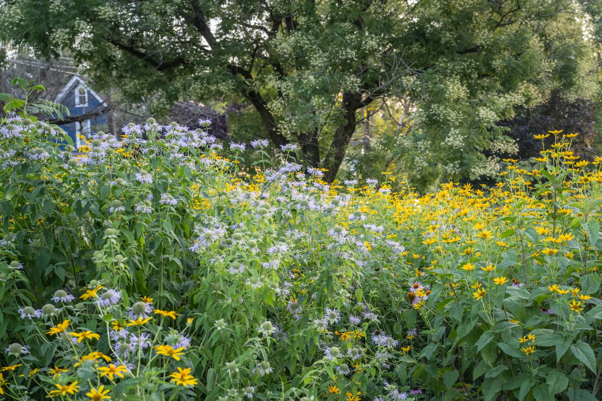 A lush garden with purple and yellow flowers and a large green tree in the background.