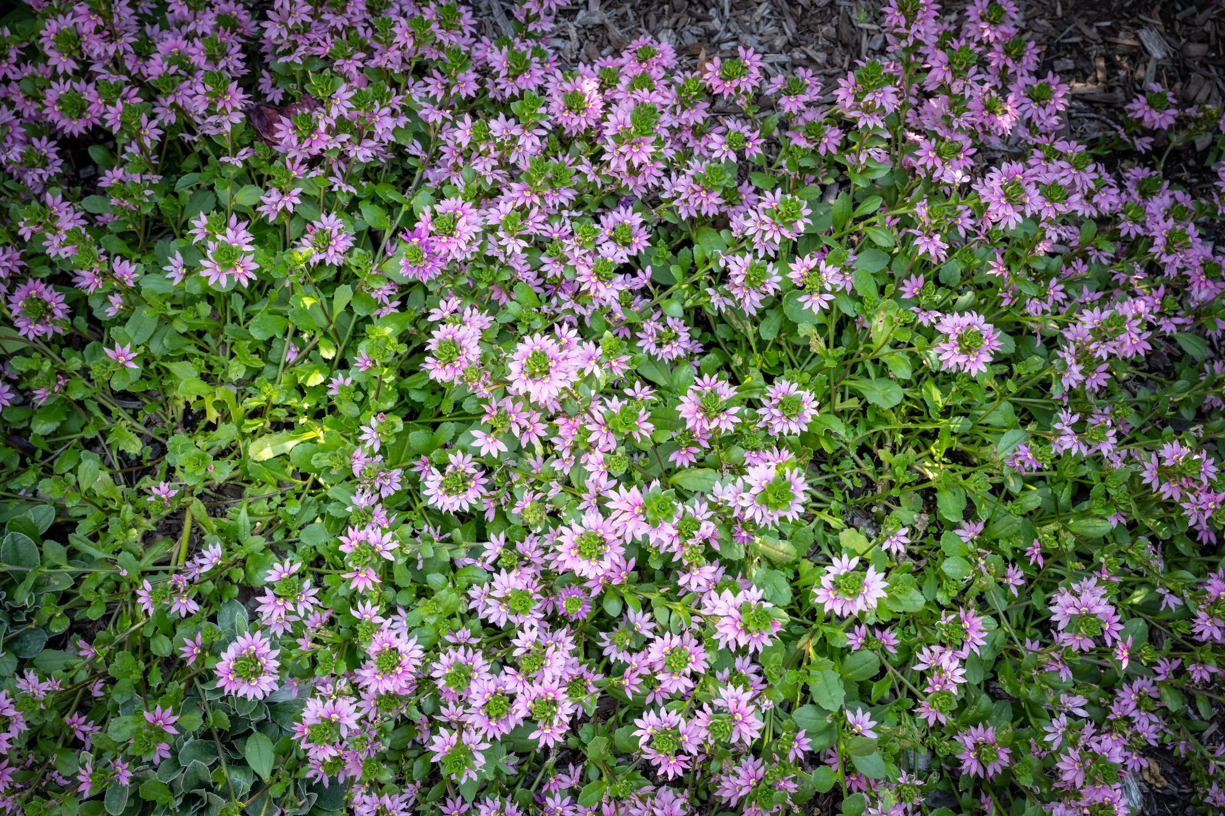 A large patch of purple and pink flowers with green leaves and dark mulch in the background.
