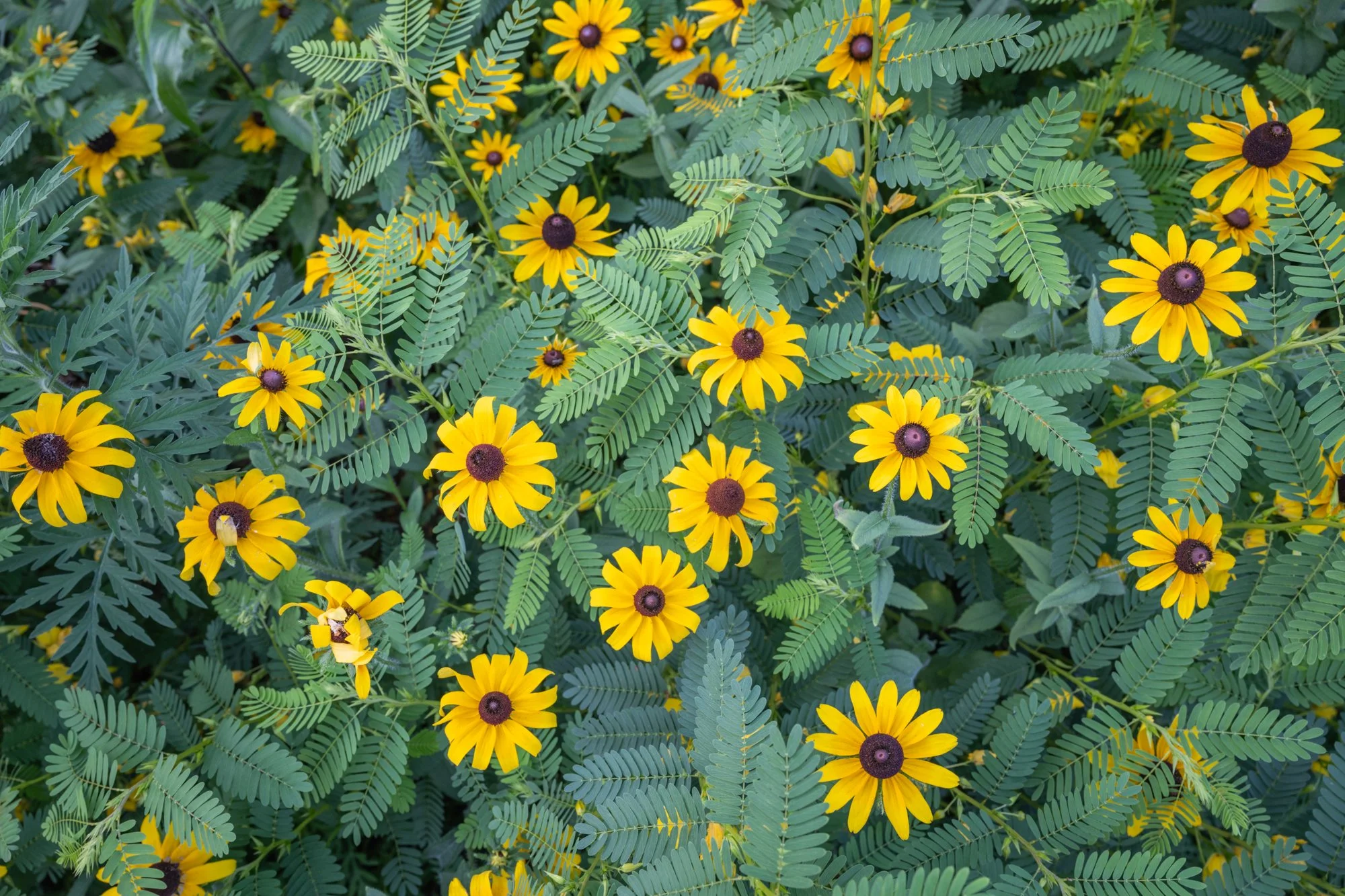 Cluster of yellow flowers with dark centers amidst green fern-like leaves.
