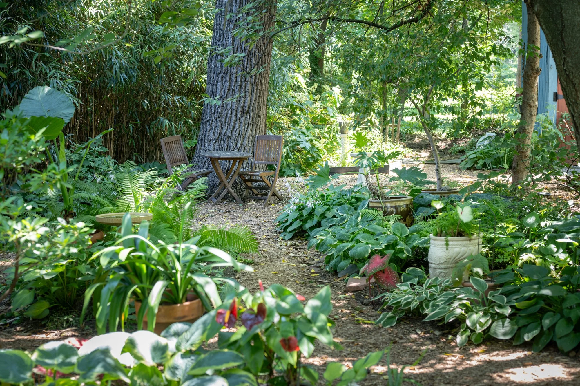 A lush, green garden with tall trees, dense foliage, and potted plants. There is a wooden table and chairs near a large tree trunk, surrounded by various leafy plants and a dirt pathway.