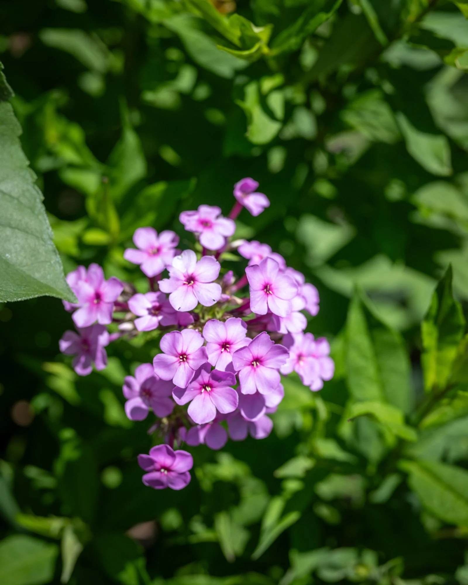 Purple flowers with green leaves and foliage background.