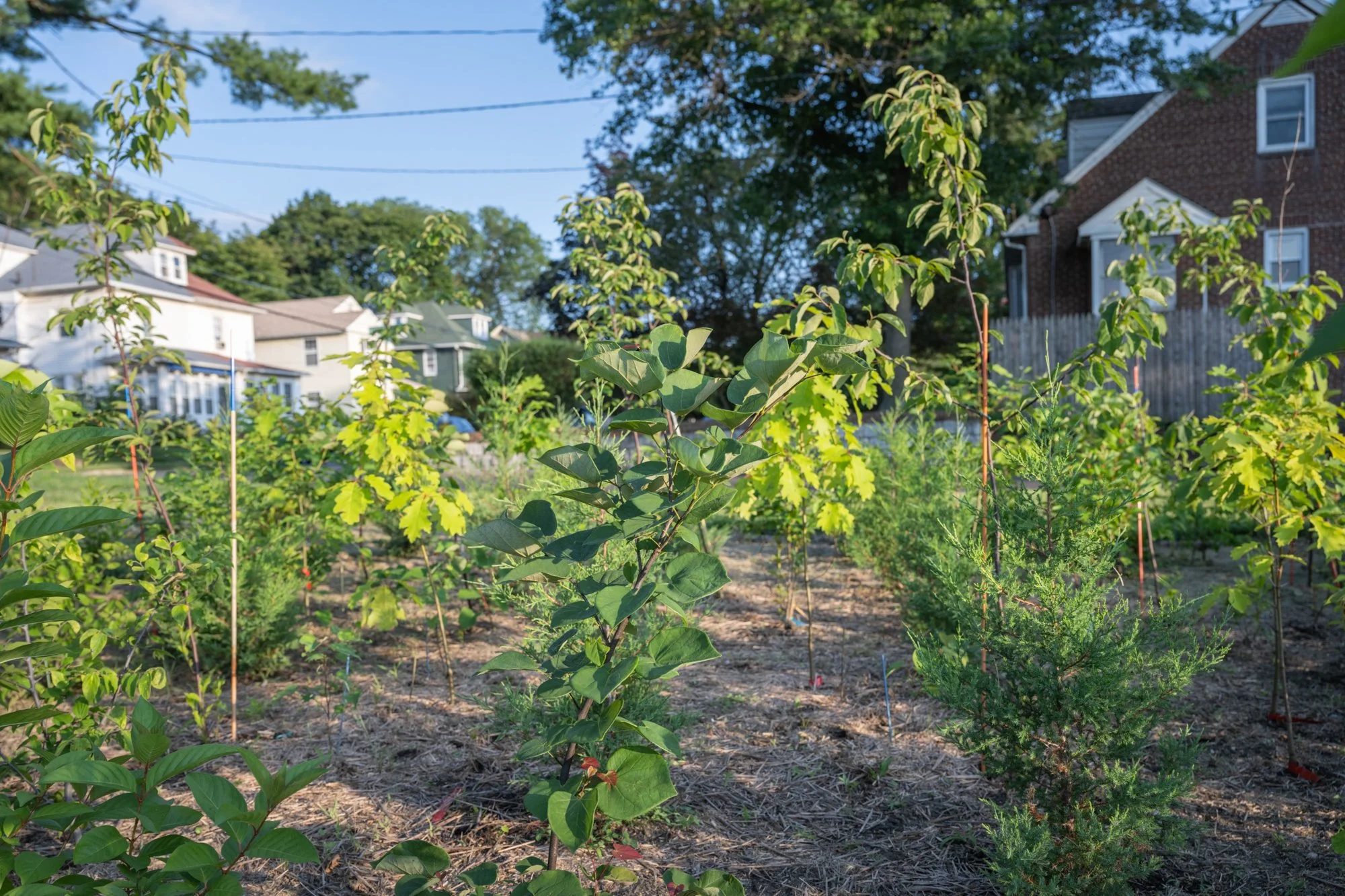 A garden with green plants and small trees in front of residential houses, with a clear blue sky overhead.