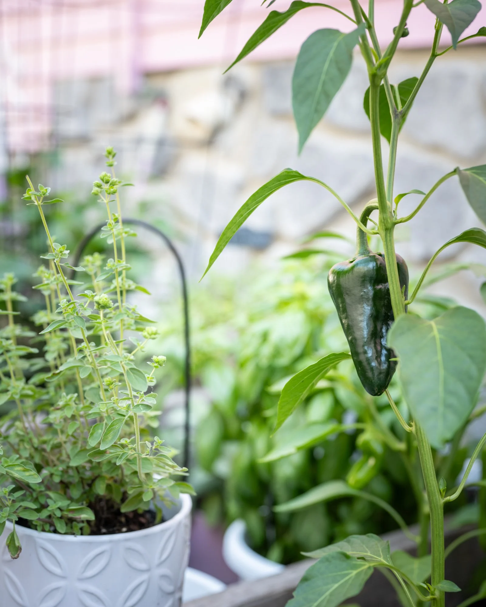 Close-up of a green bell pepper growing on a plant in a garden with other potted plants in the background.