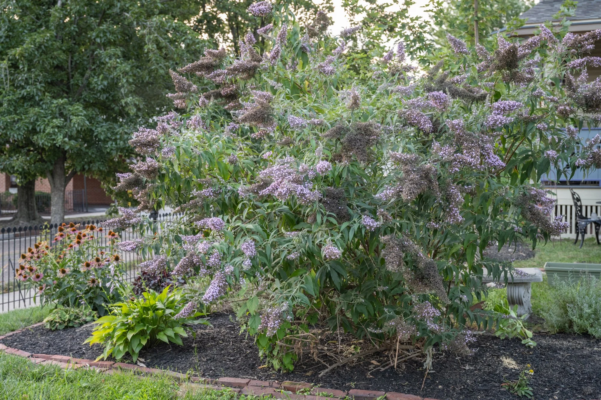 A garden with a large shrub with purple flowers, surrounded by a brick-edged flower bed and green grass. In the background, there are trees, a house, and some outdoor furniture.