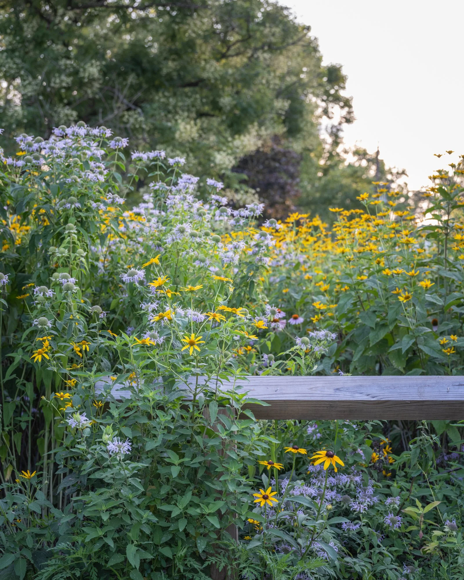 A garden with purple and yellow flowers, a wooden fence at the bottom, and green trees in the background, illuminated by bright sunlight.