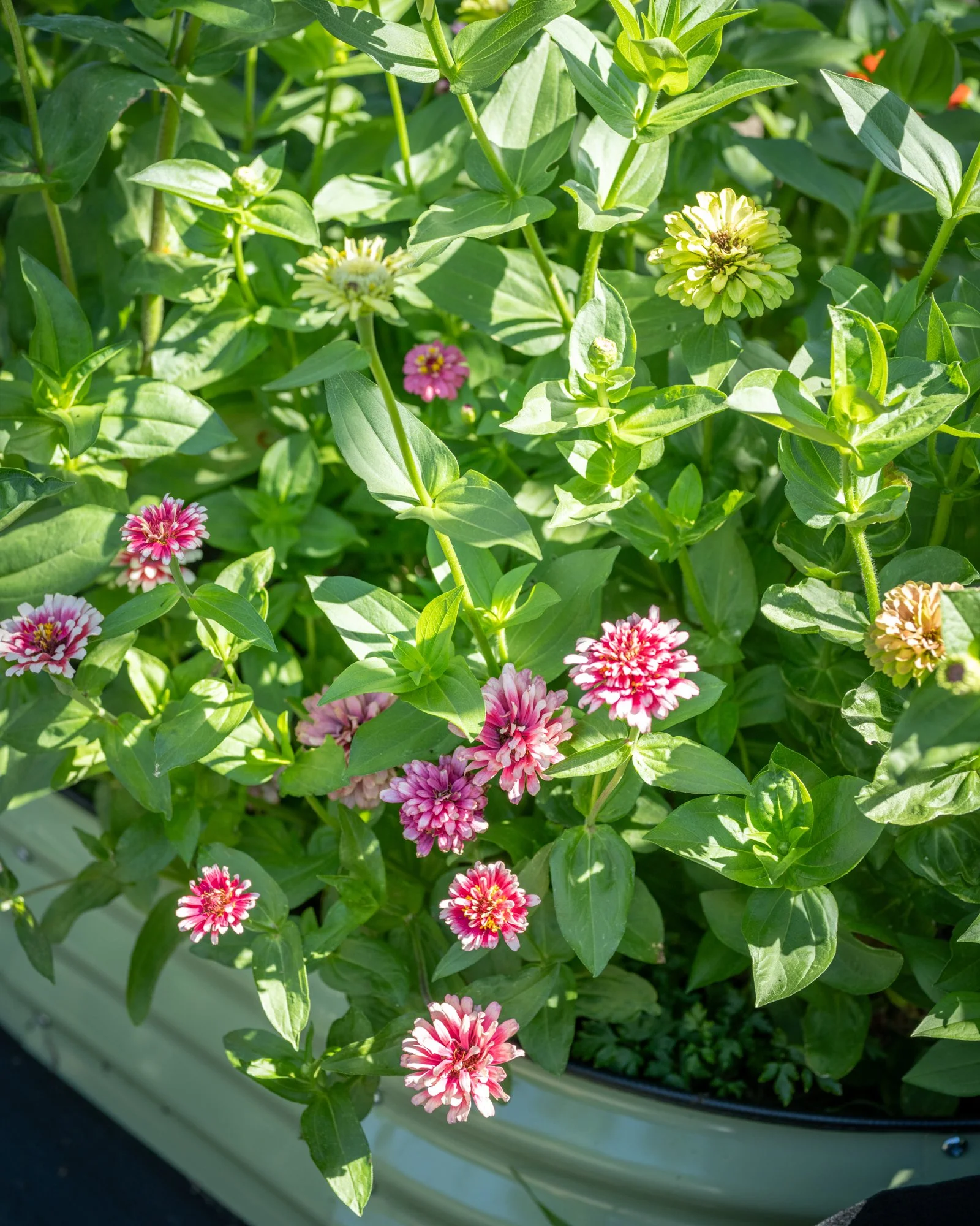 Close-up of green plants with small pink and white flowers in a container garden.
