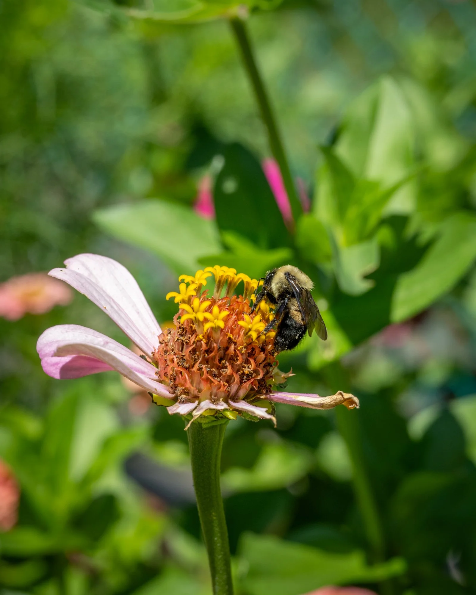 A bee collecting nectar from a pink flower with yellow and orange center petals, surrounded by green foliage.
