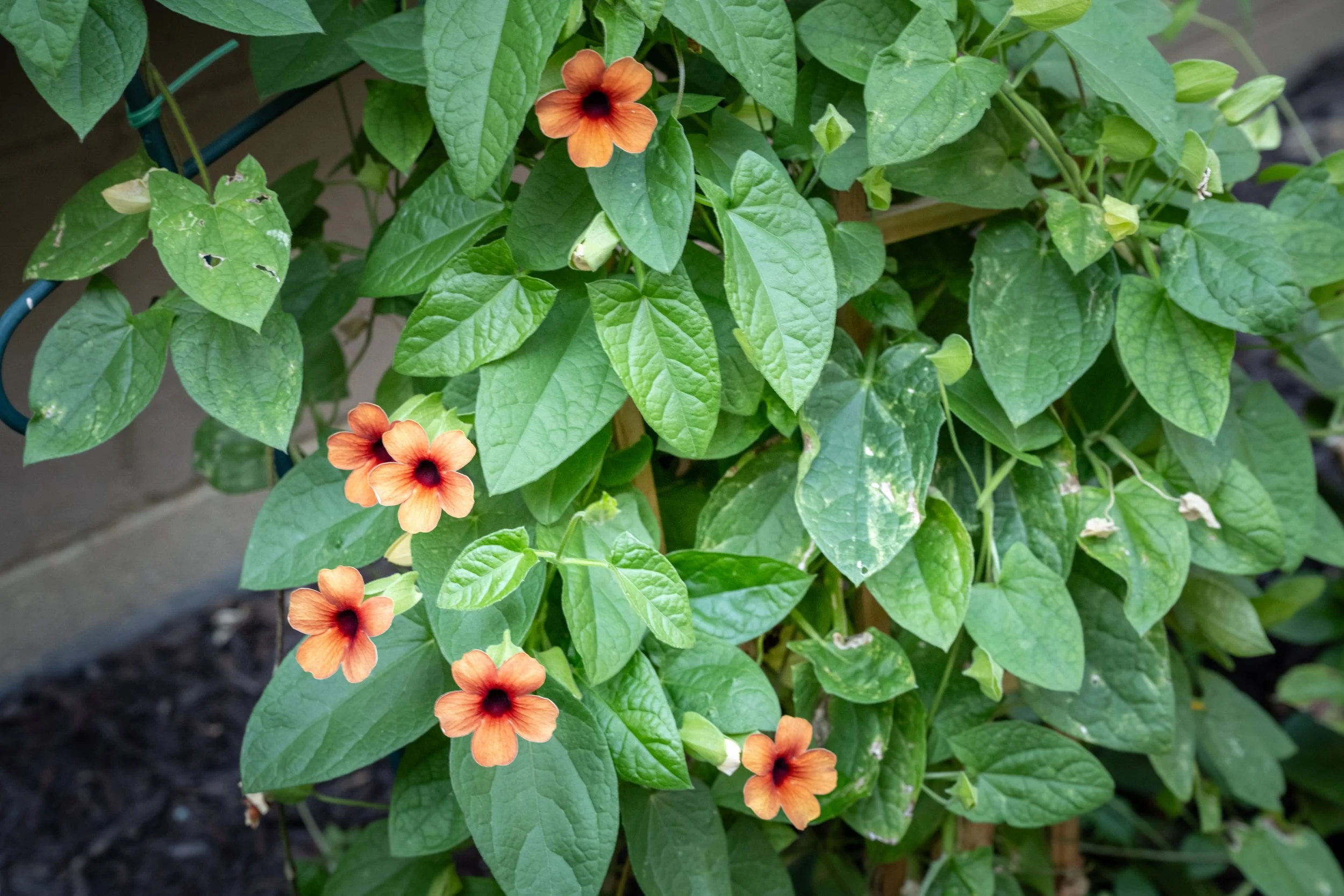 Green leafy plant with small orange flowers with dark centers, growing in soil.
