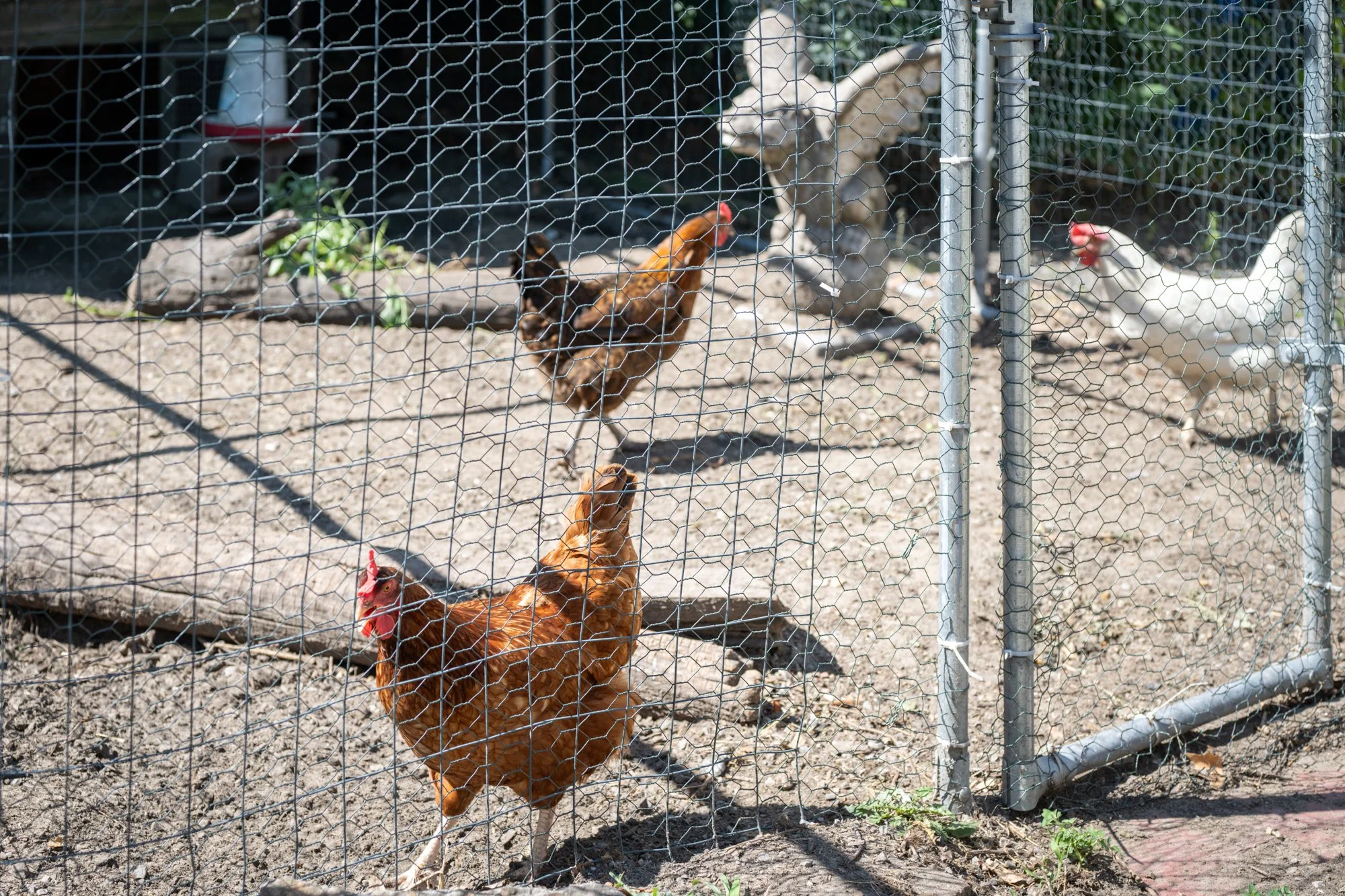 A chicken standing outside a wire-mesh fence, with other chickens in the background inside the enclosure.
