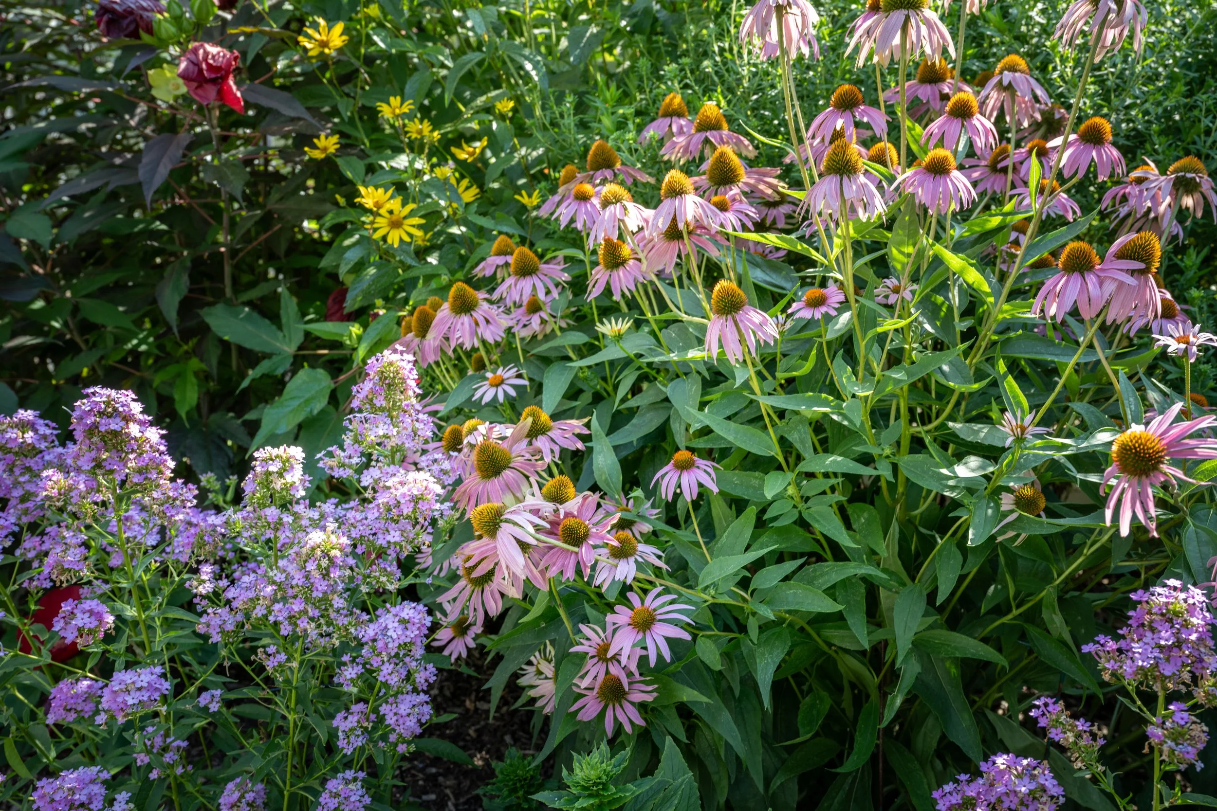 A vibrant garden bed filled with pink coneflowers, yellow daisies, purple verbena, and dark leafy plants.