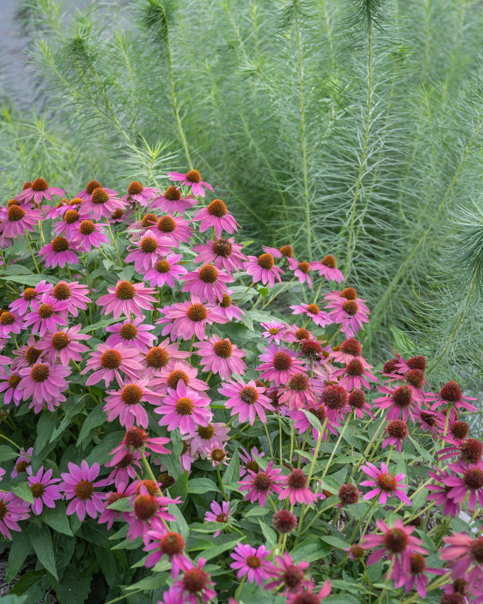 Pink coneflowers with brown centers in a garden with green leafy plants in the background.