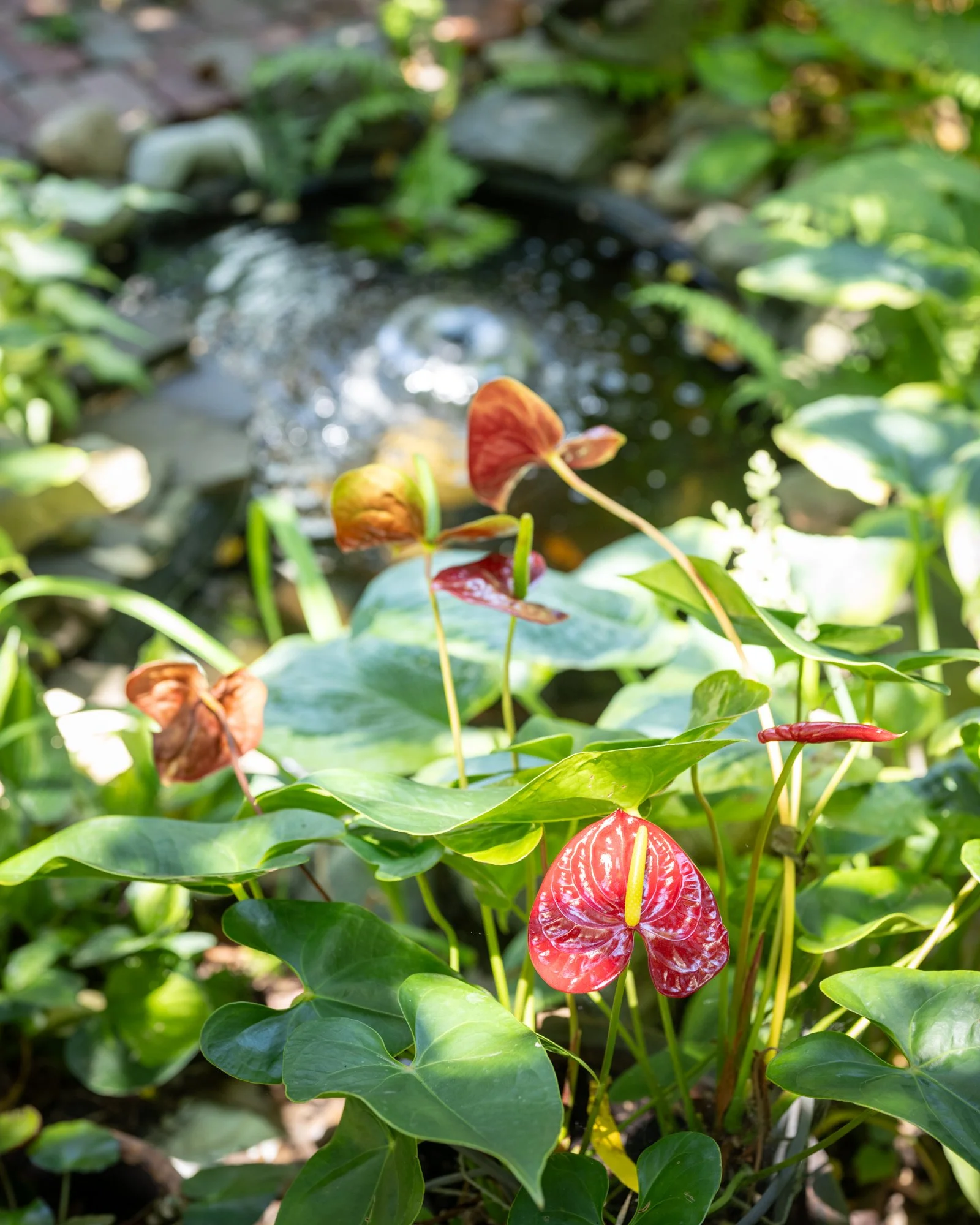 Colorful tropical plants with large green leaves and vibrant red flowers growing near a small water fountain in a garden.
