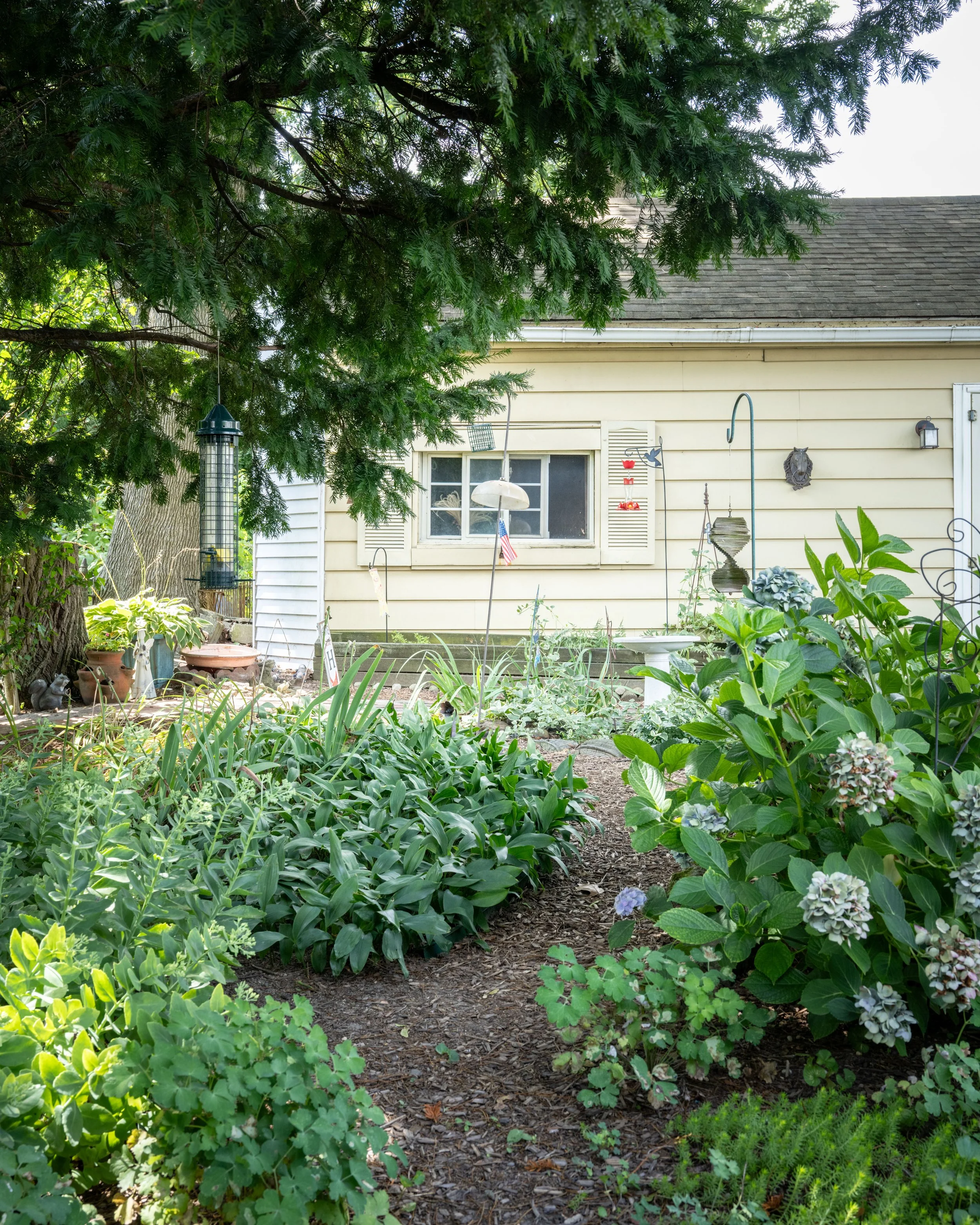 A backyard garden with various green plants and flowers, a tree providing shade, a window on a house, and garden decorations.