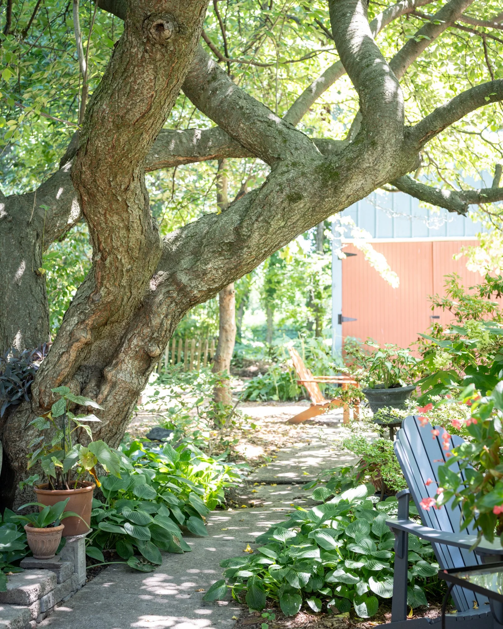 A garden pathway shaded by large trees with green leaves, surrounded by various potted plants, bushes, and a dark green bench with pink flowers in the foreground, and a building with a blue roof visible in the background.