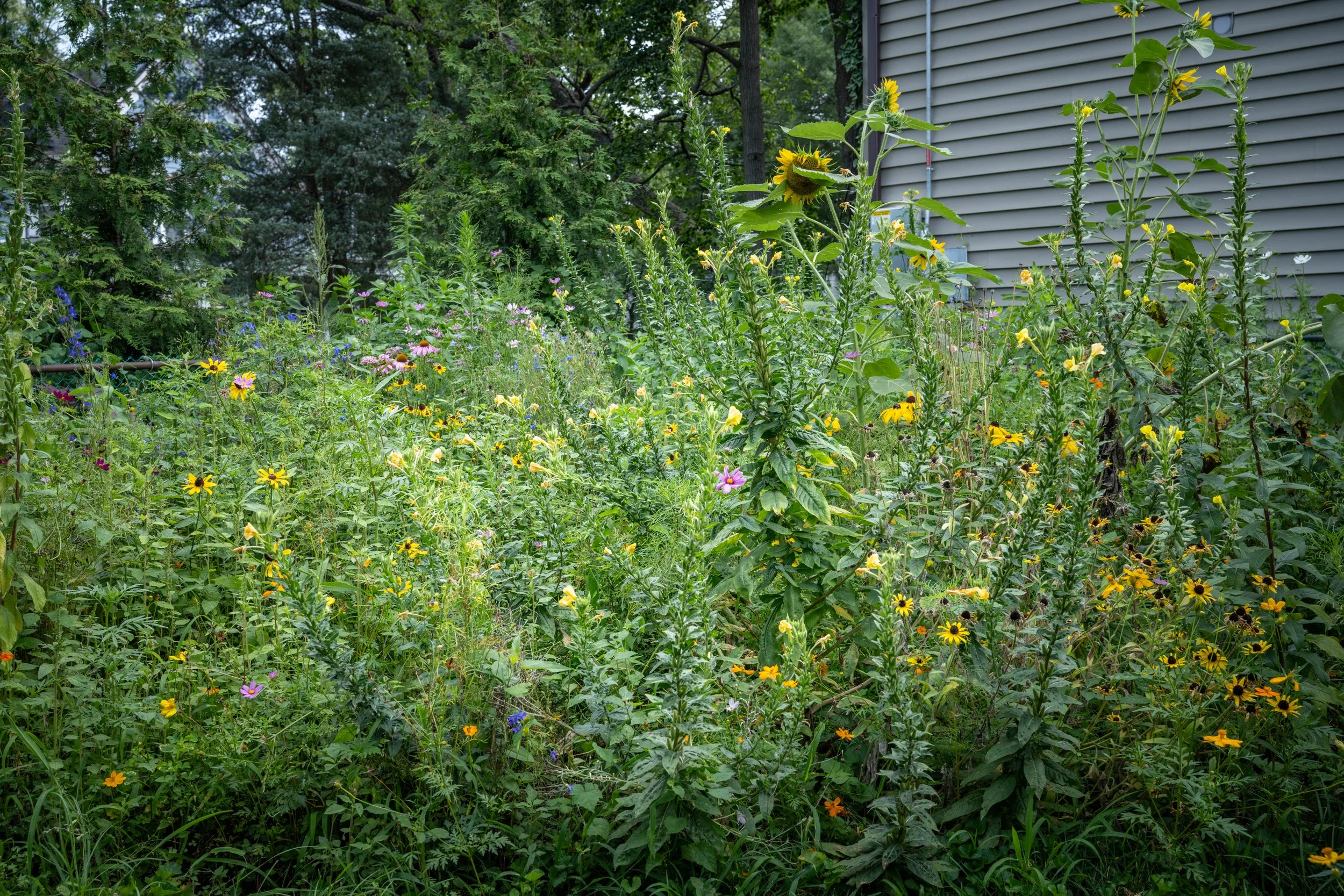 A lush garden filled with various colorful wildflowers and tall sunflowers next to a house with gray siding. Trees and a wooden fence are visible in the background.