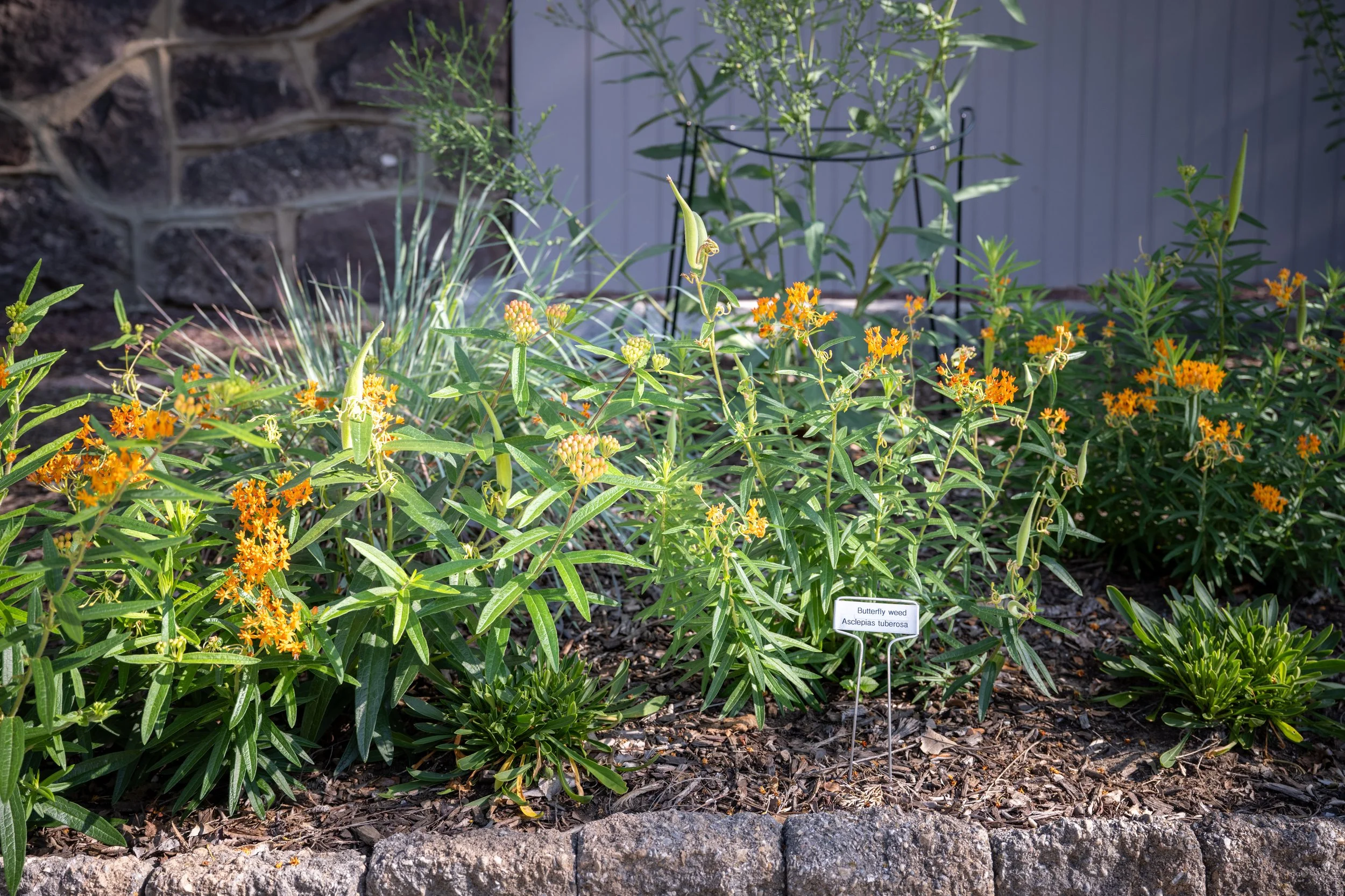 A garden display featuring yellow-orange butterfly weed flowers with green foliage, a small label indicating the plant as Asclepias tuberosa, and a stone border at the garden edge, with a grayish-blue porch or wall in the background.