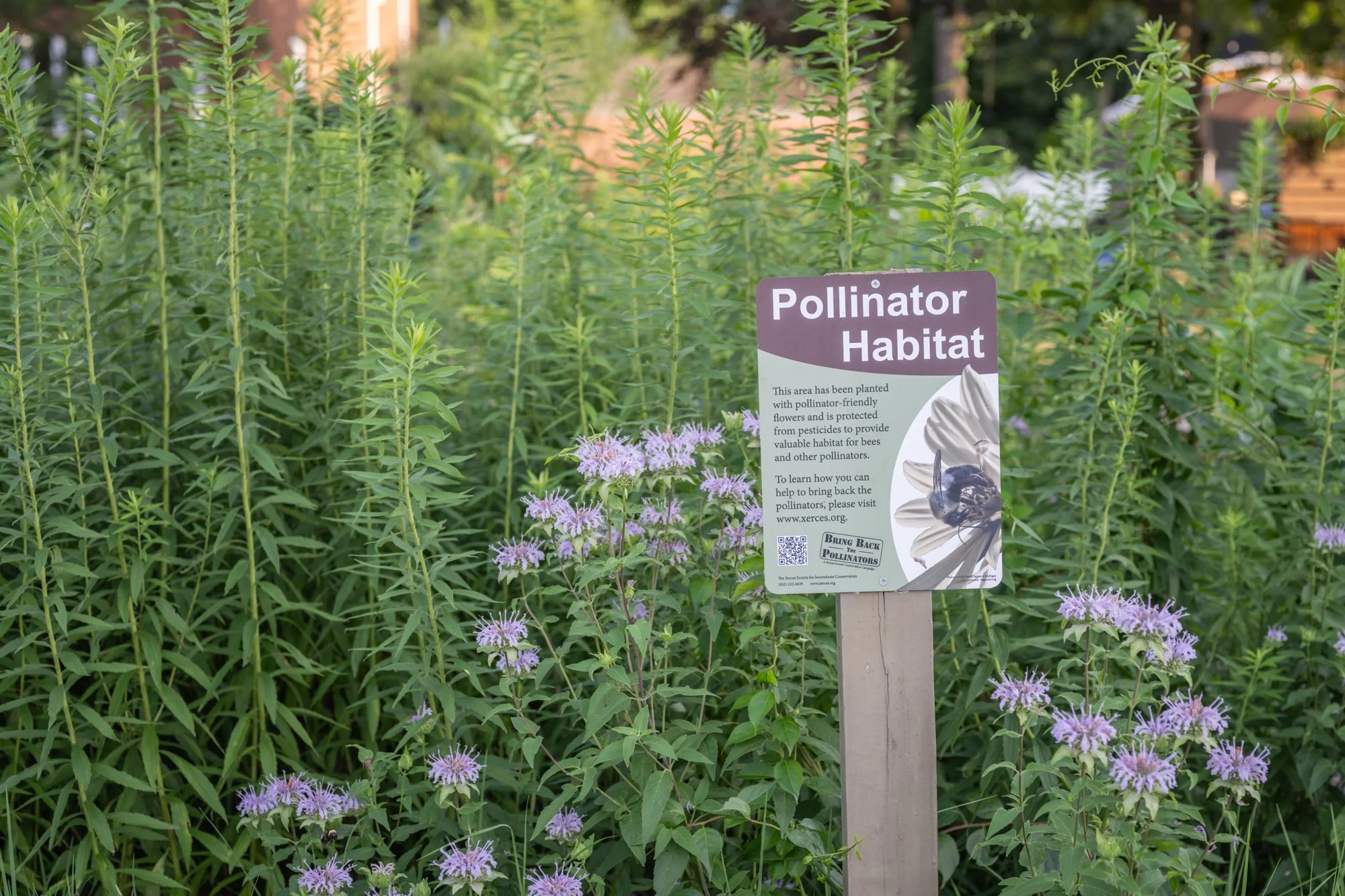 A garden with green plants and purple flowers, with a sign that reads 'Pollinator Habitat'. The sign explains that the area has been planted with pollinator-friendly flowers and protected from pesticides, and includes a picture of a bee on a flower a