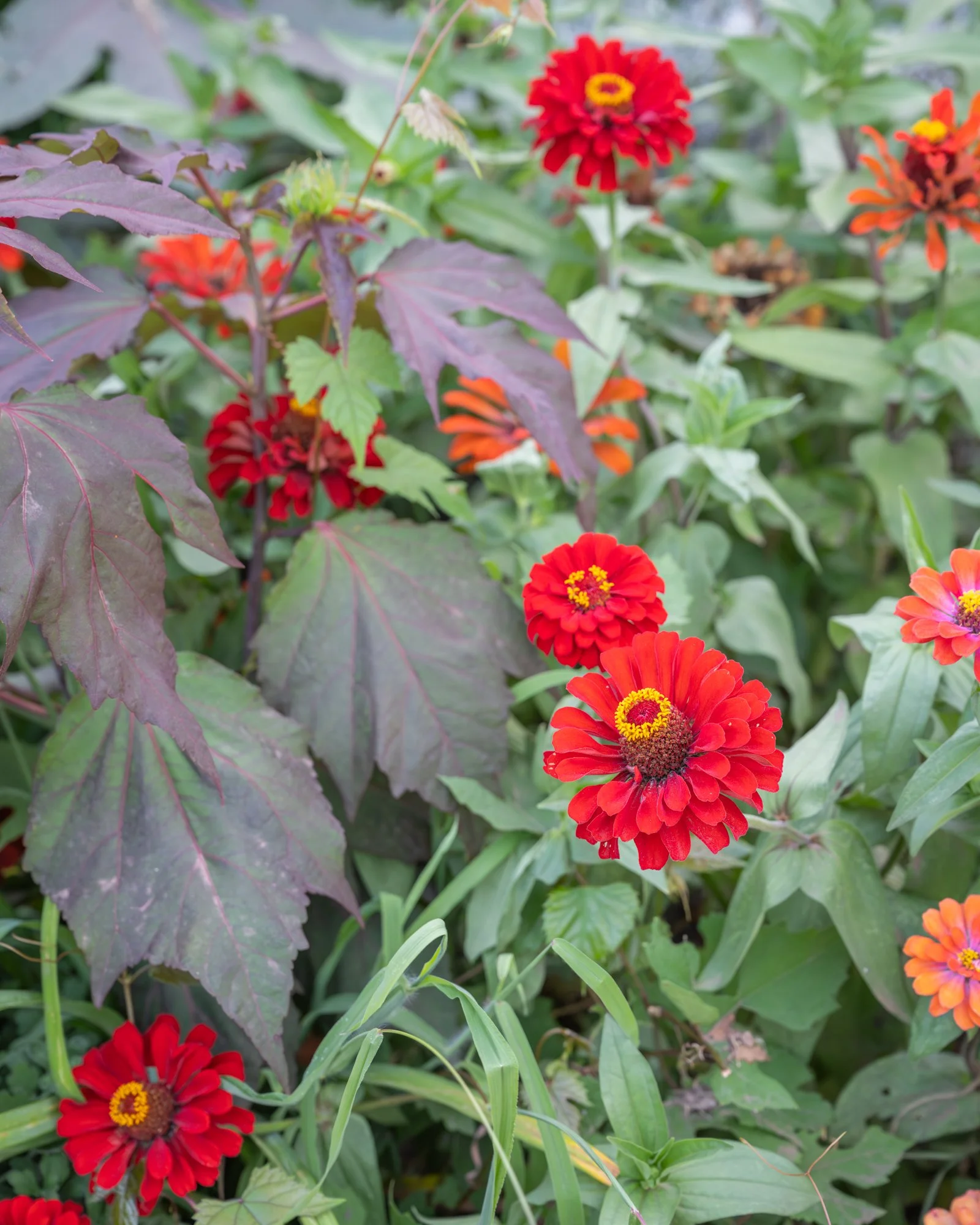 Bright red flowers with yellow centers growing among green and purple leaves.