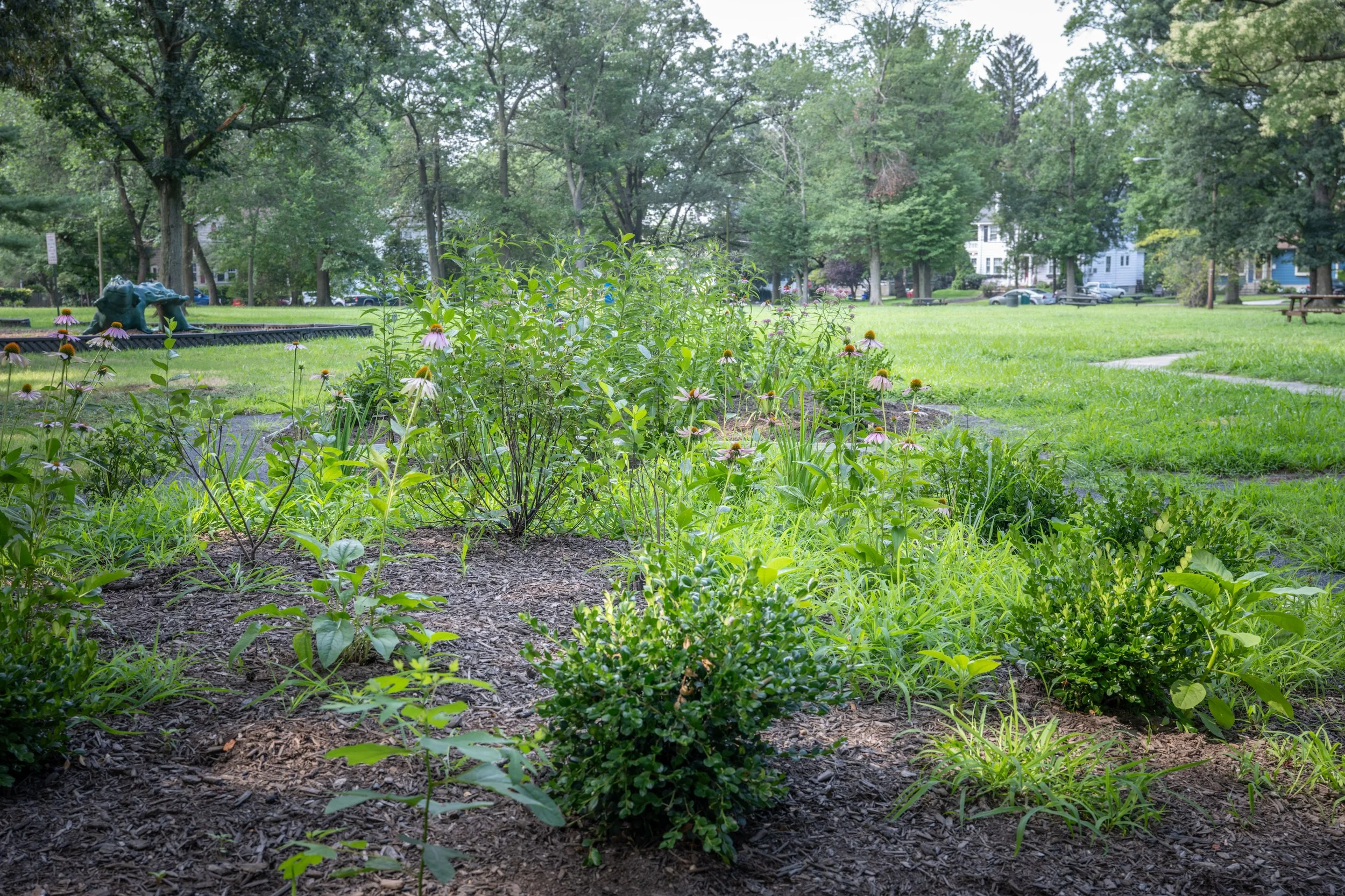 A lush green park with tall trees, a flower bed with pink coneflowers, a statue of a frog, picnic tables, and residential houses in the background.
