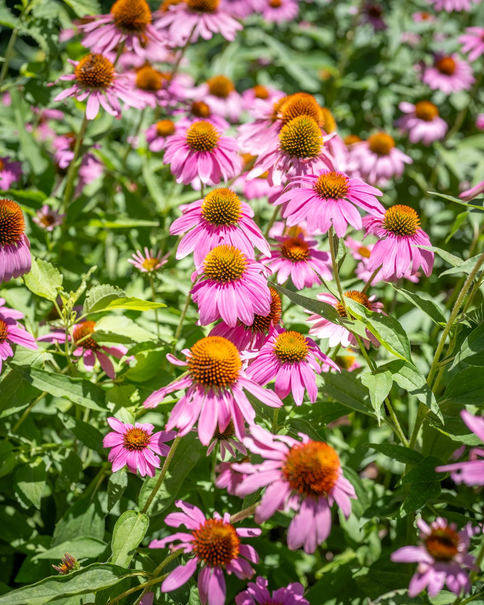 Pink coneflowers blooming among green leaves in a garden.
