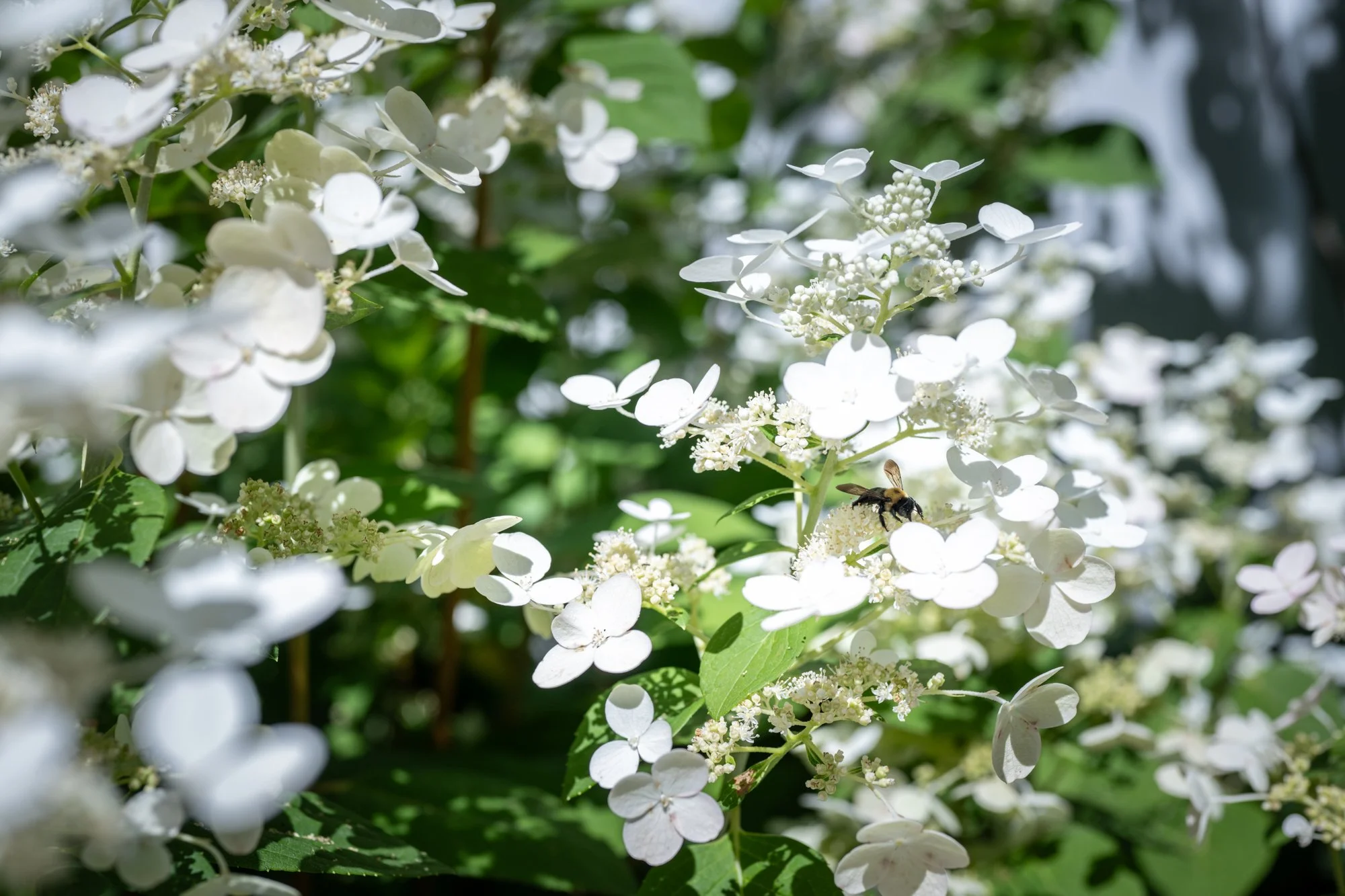 Close-up of white hydrangea flowers with green leaves and a honey bee collecting nectar.