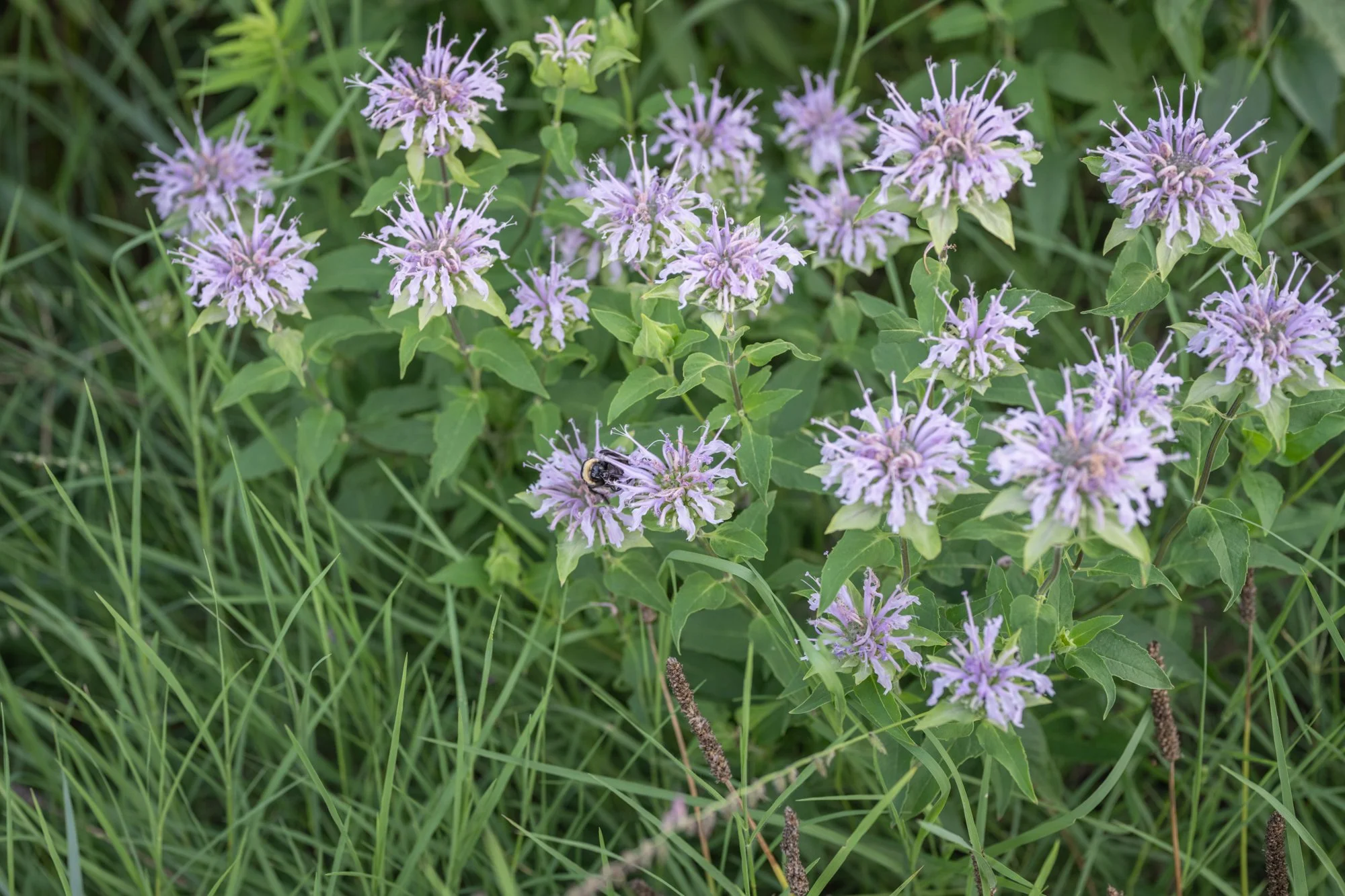 Close-up of several purple flowers with green leaves and grass in the background, one bee on a flower.