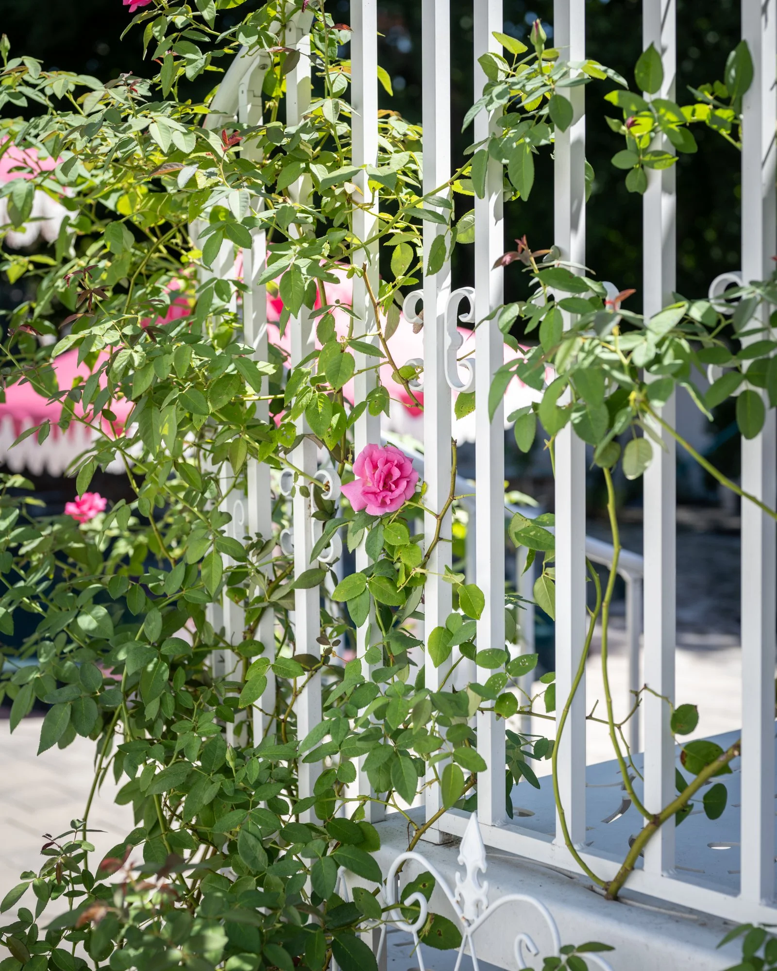 Pink roses with green leaves grow along a white iron fence and gate in bright sunlight.