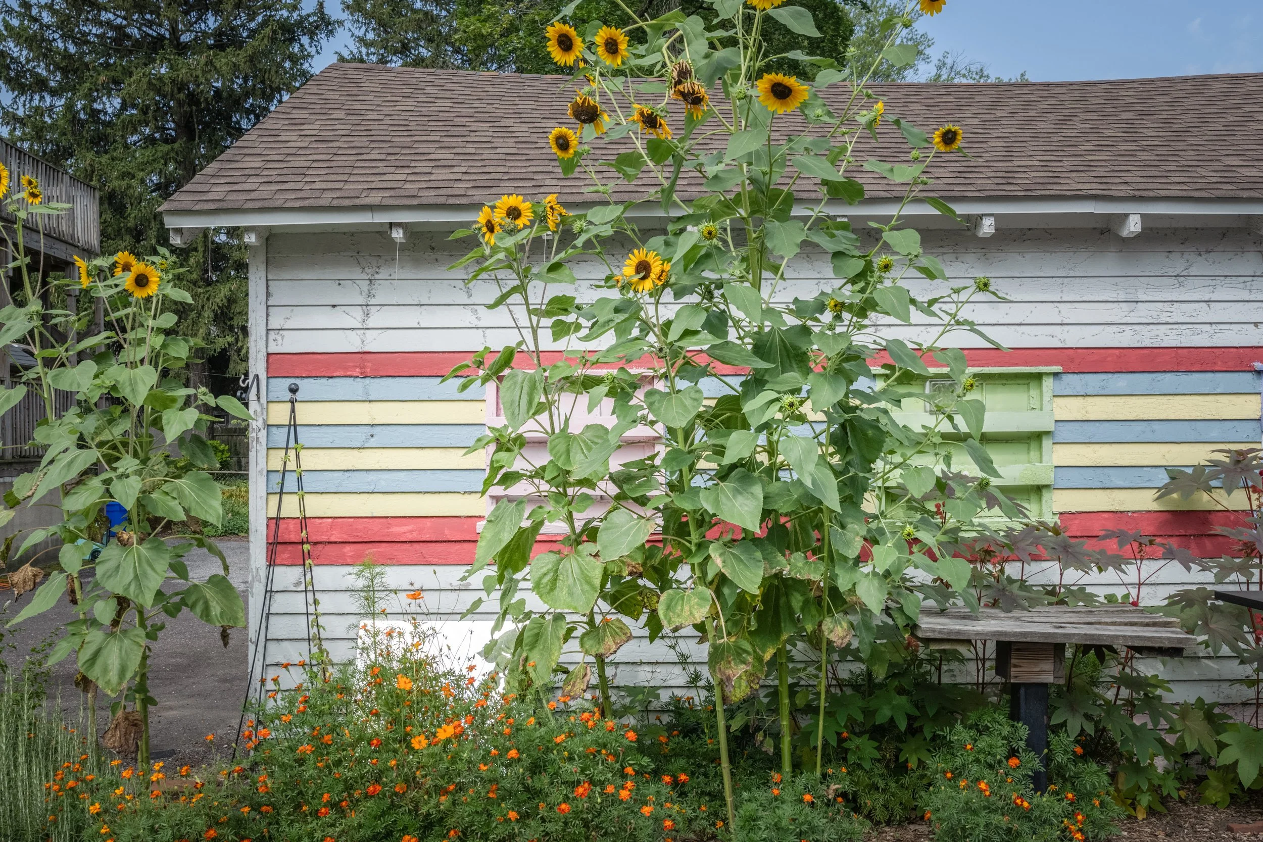 Sunflowers growing in front of a colorful, weathered shed with rainbow paint stripes, amidst other plants and orange flowers.