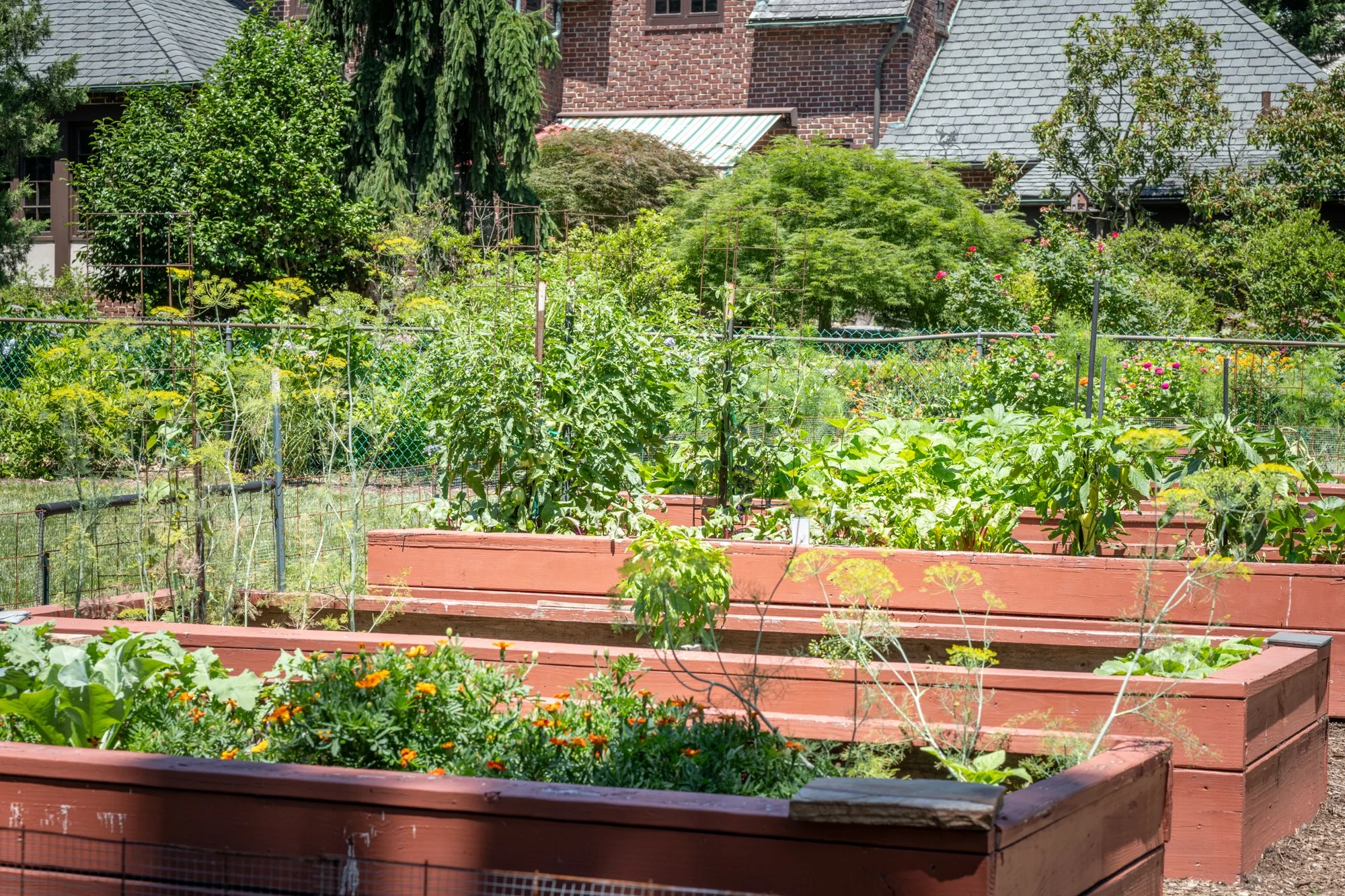 A garden with raised wooden beds filled with green plants, flowers, and vegetables, surrounded by lush trees and shrubs, with residential houses in the background.