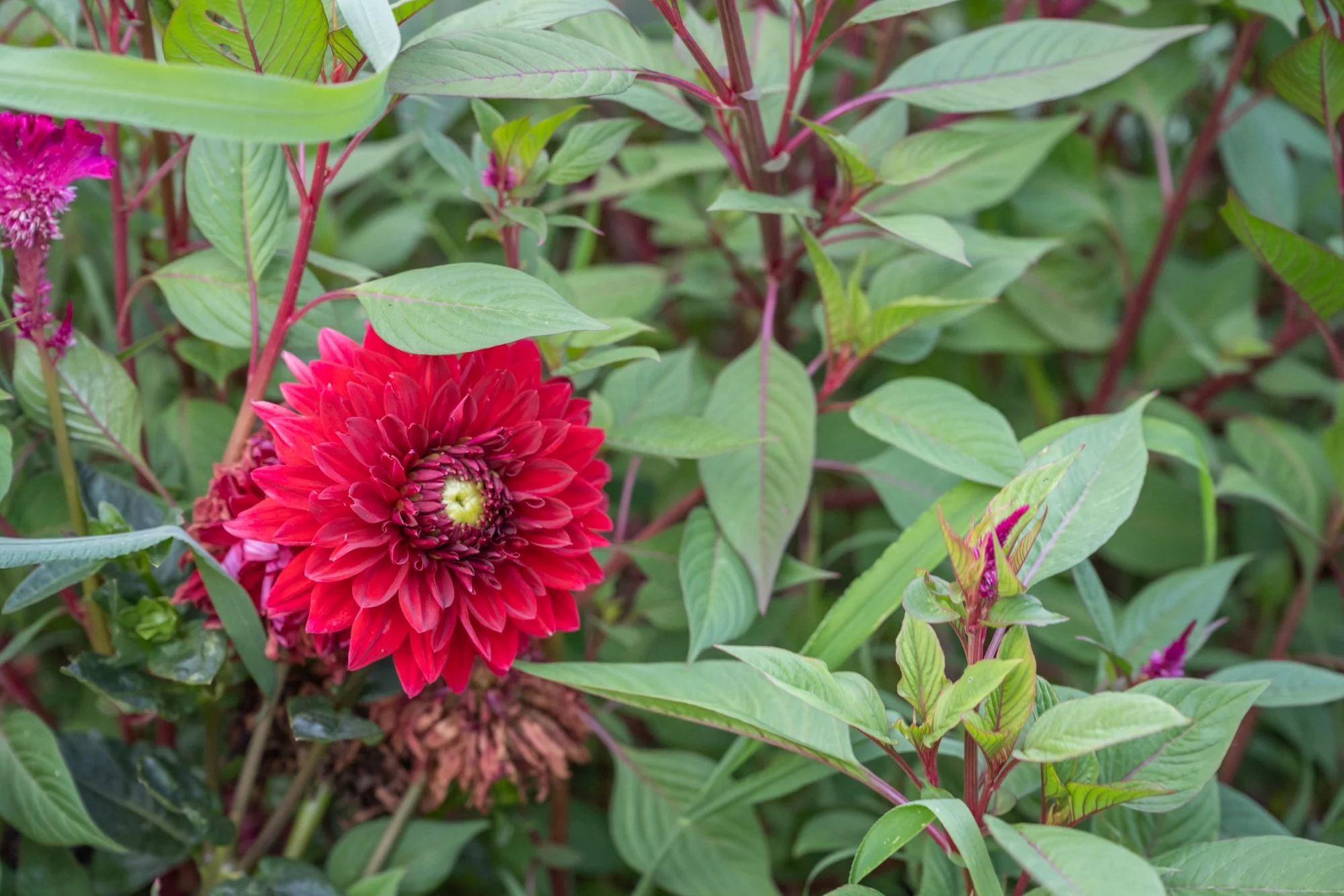 A red dahlia flower with multiple petals surrounded by green leaves and plant stems.