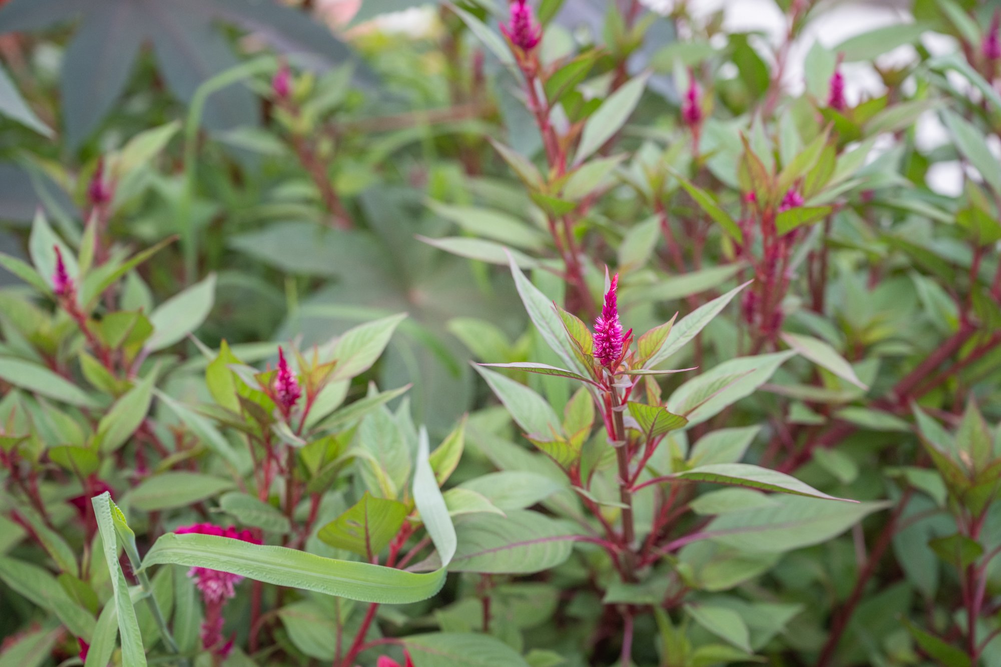 Close-up of pinkish-red flowers and green leaves on a bush.