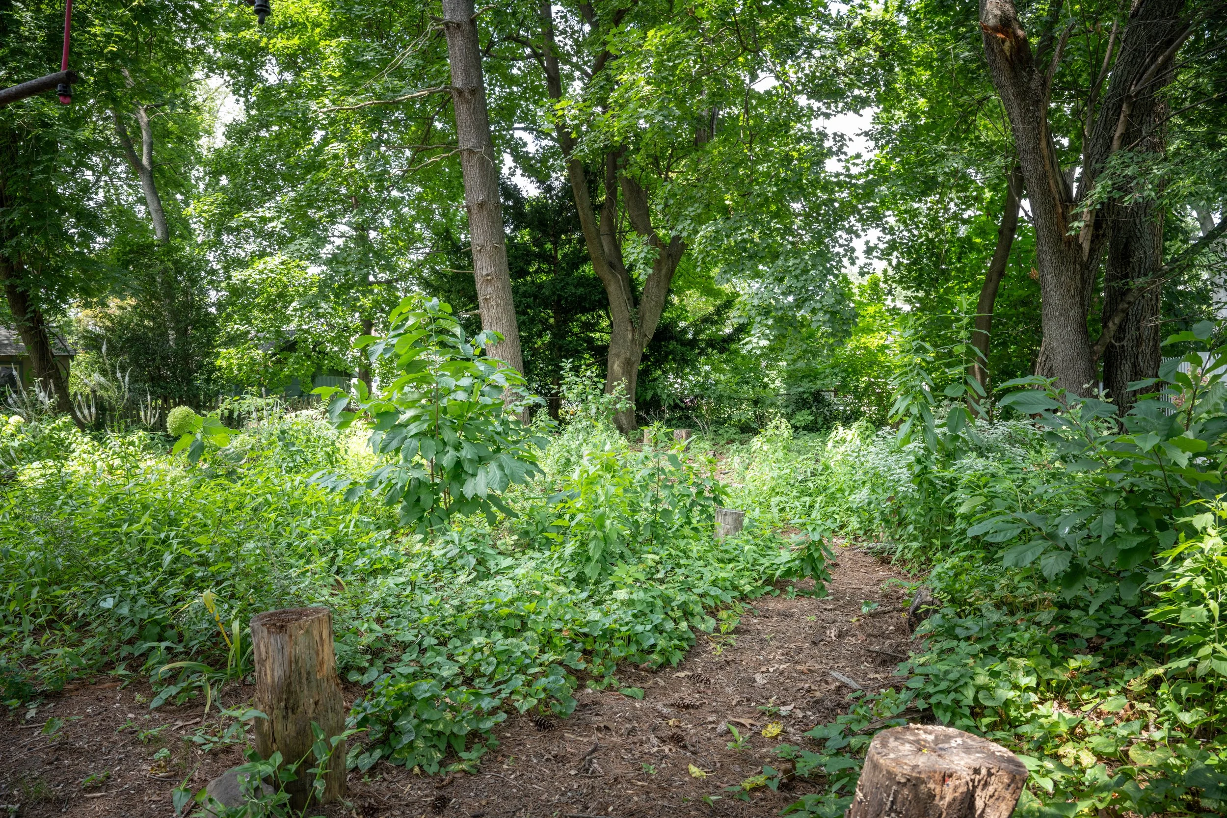 A forest scene with trees and green foliage, some tree stumps, and a dirt path.