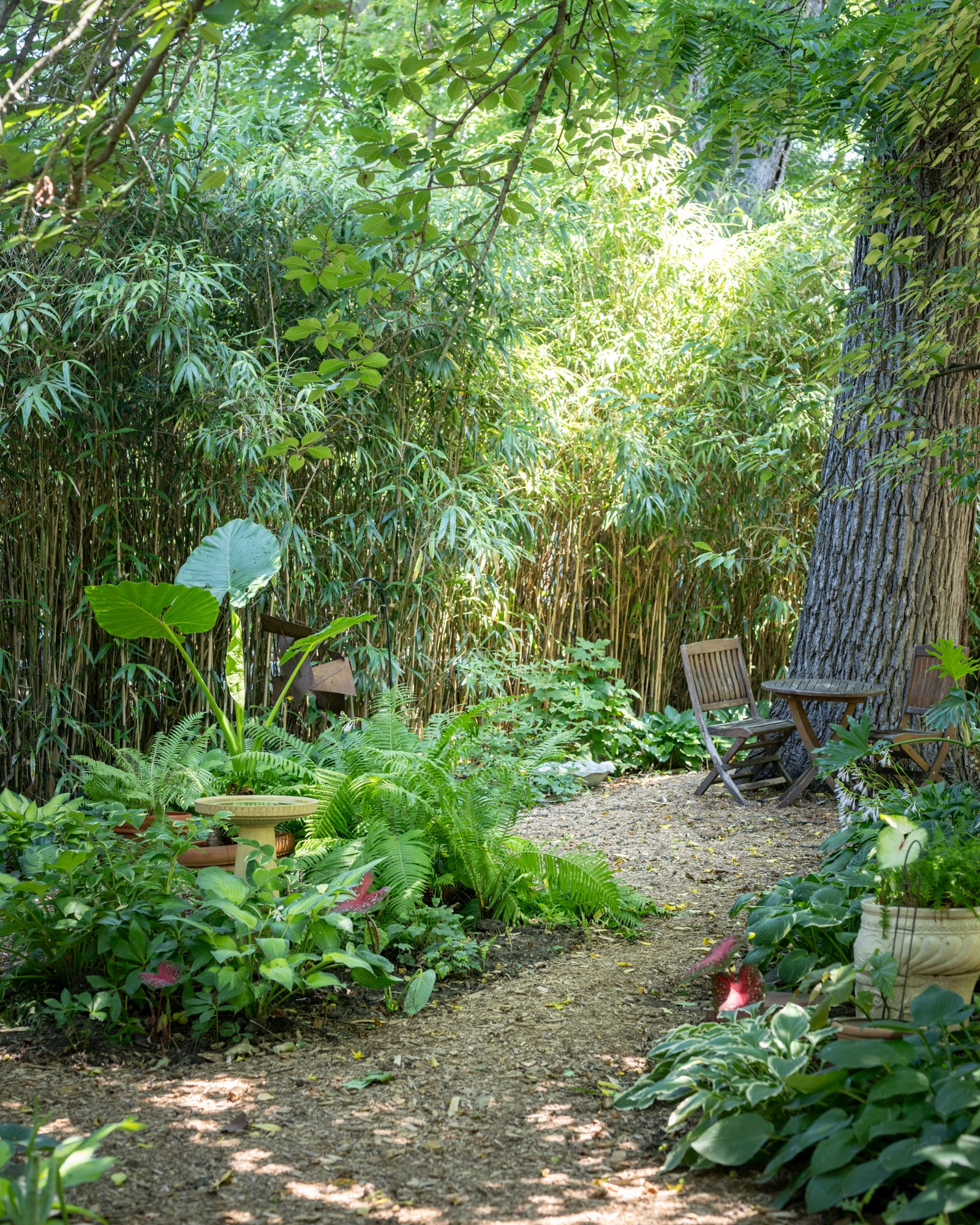 A lush garden with dense green foliage, a dirt pathway, and wooden garden chairs near a large tree trunk.