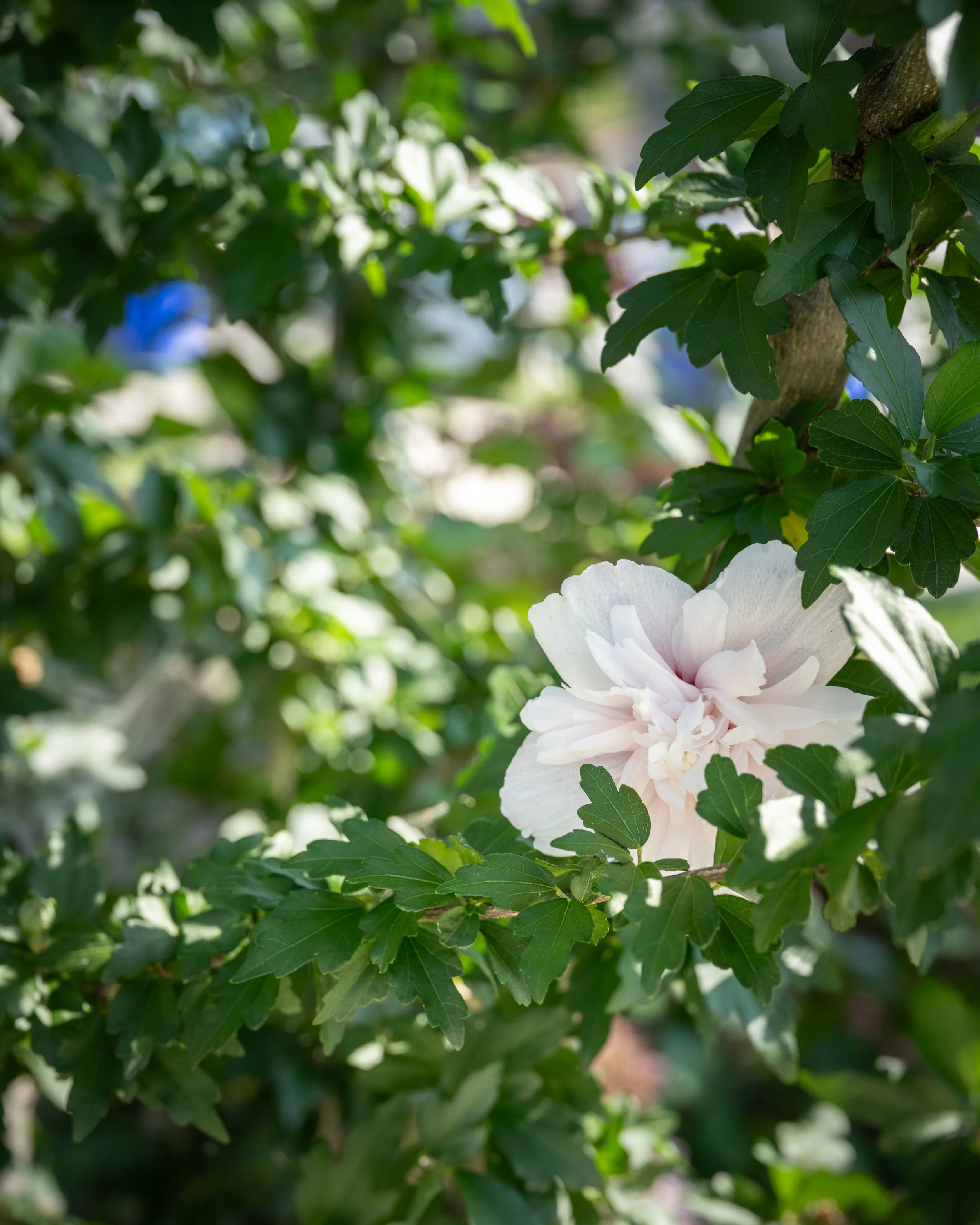 A close-up of green leaves on a tree with dappled sunlight, and a white flower at the bottom.
