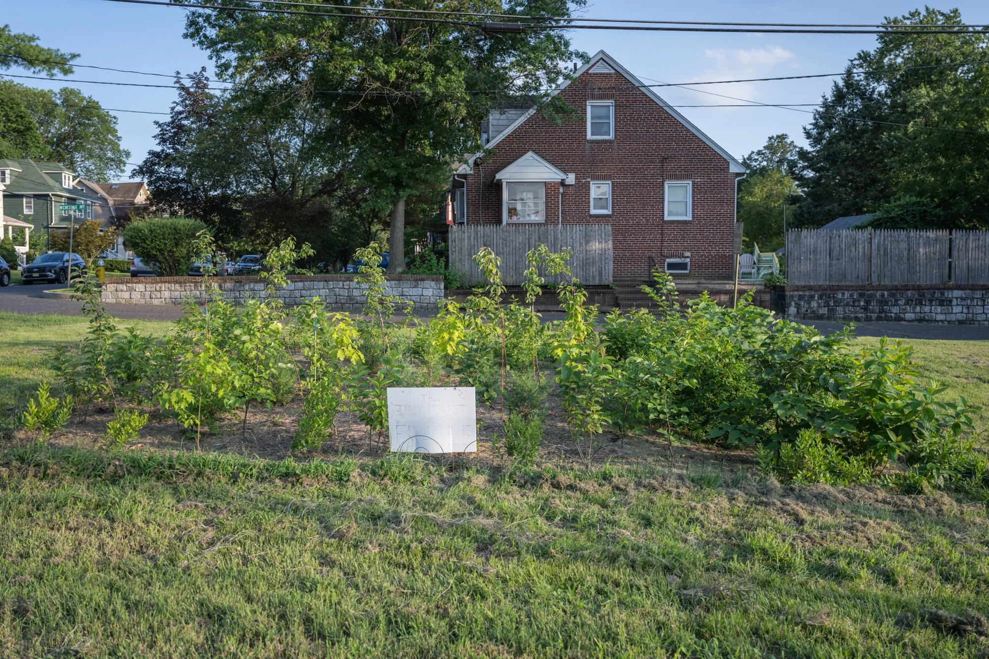 A small garden plot in front of a brick house with a wooden fence, trees, parked cars, and a street sign in the background, taken during daylight.