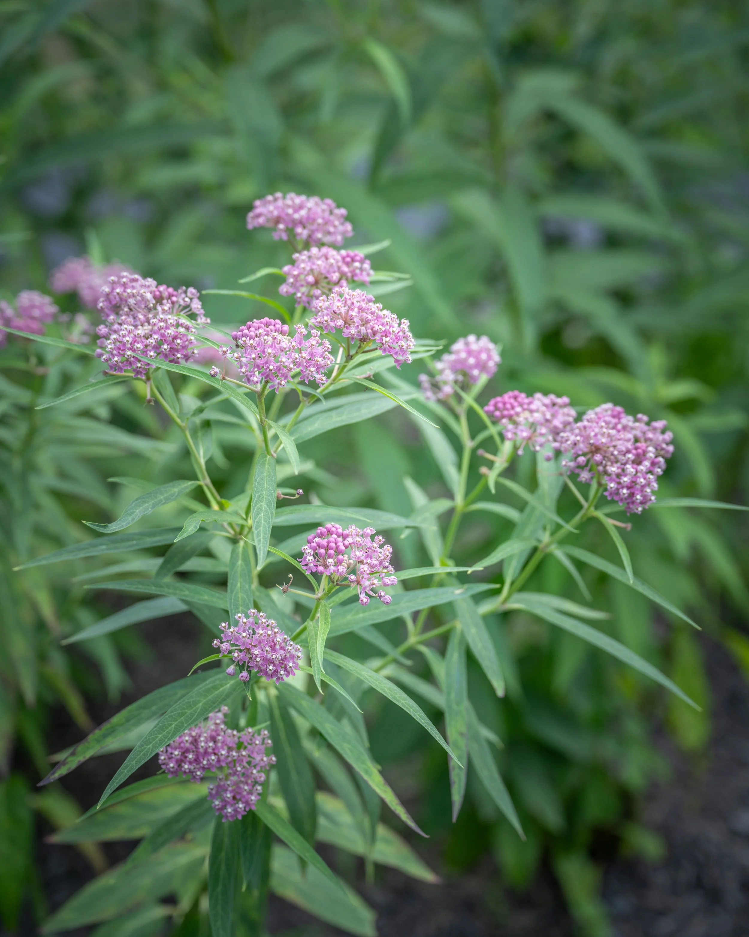Close-up of pinkish-purple flowers with green foliage in the background.